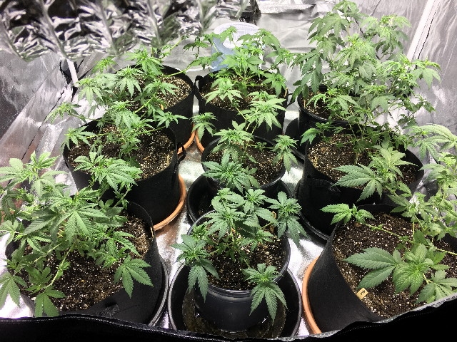 defoliated.jpg
