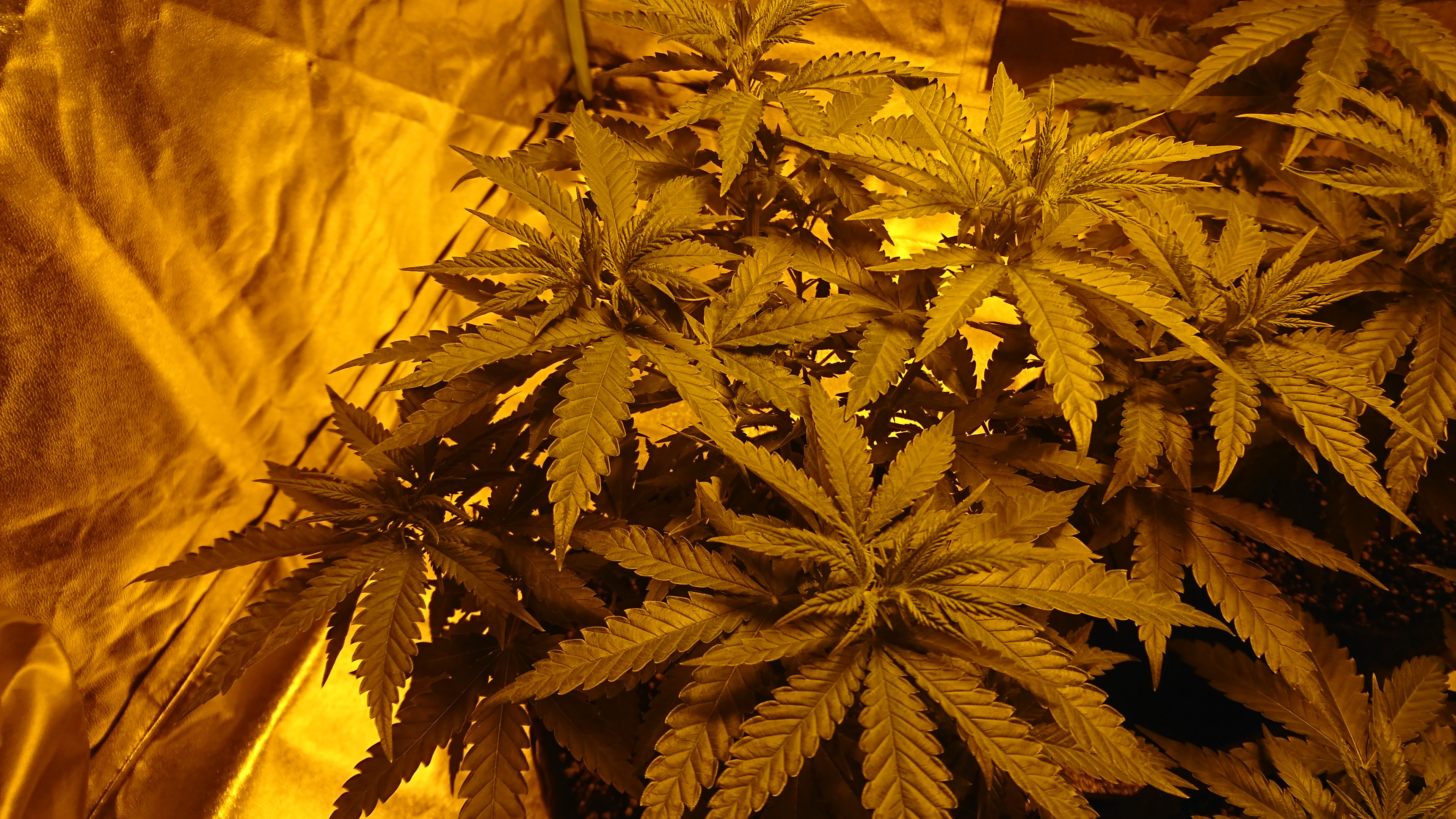 DSC_0120.JPG