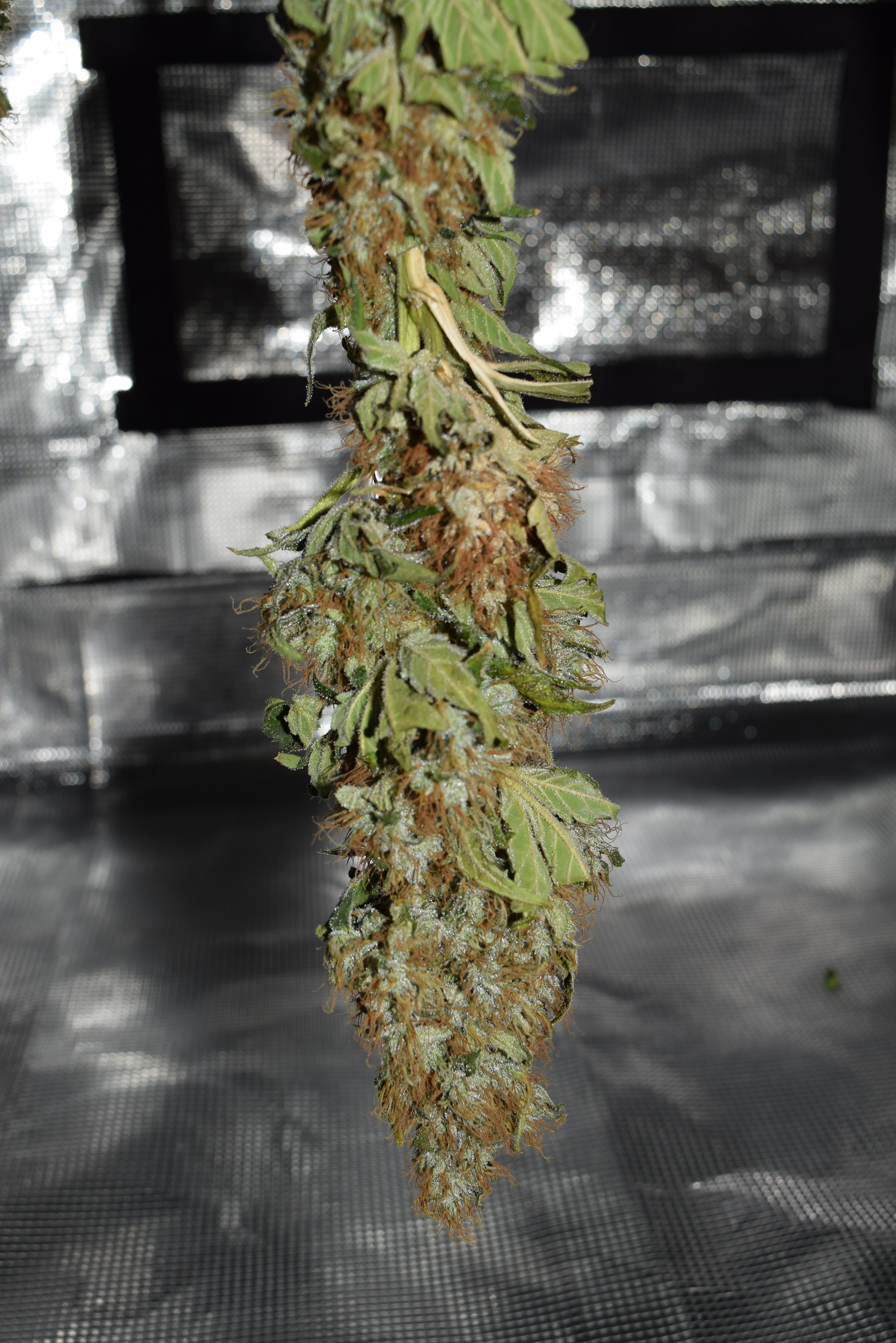 DSC_0172.JPG