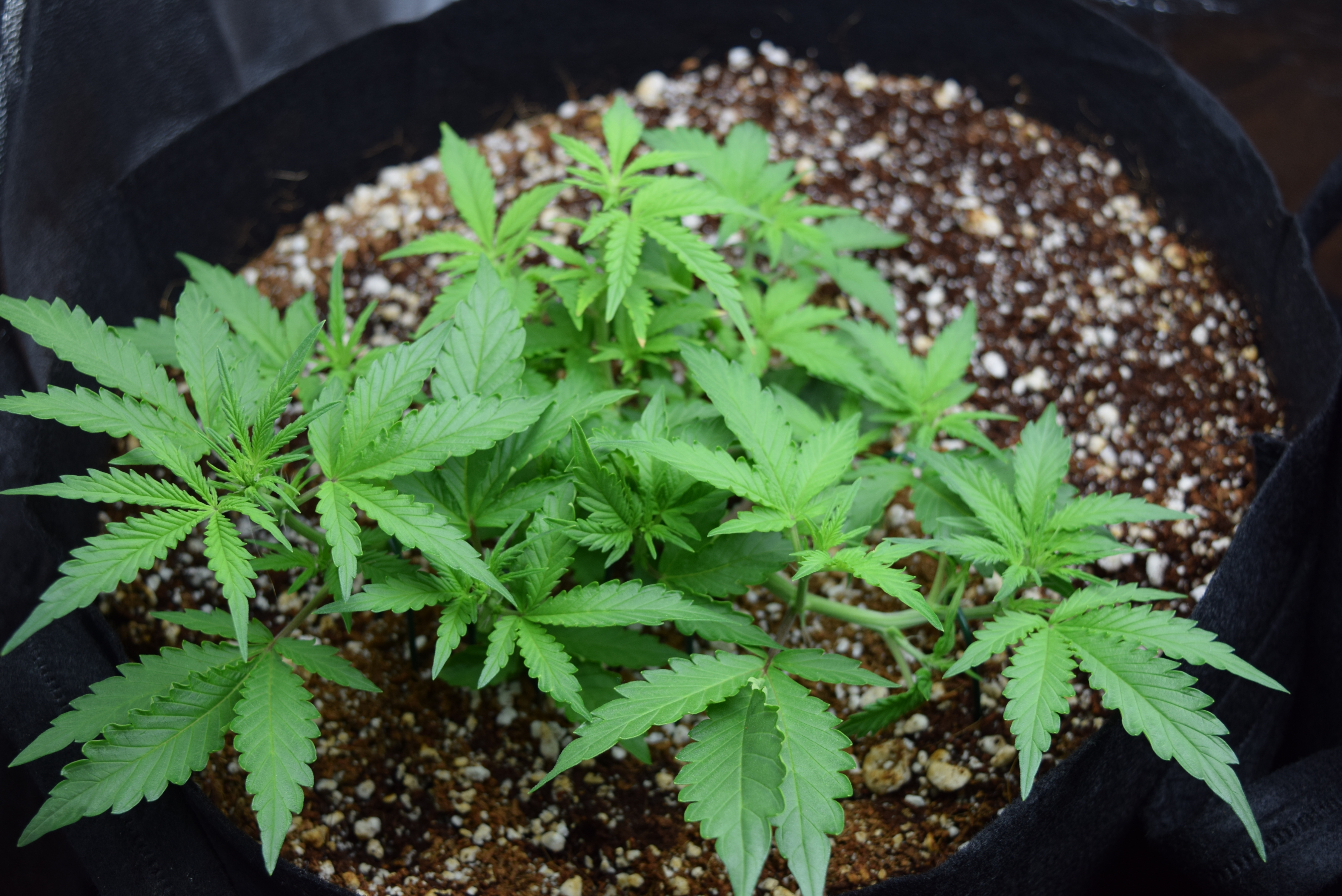 DSC_0412.JPG