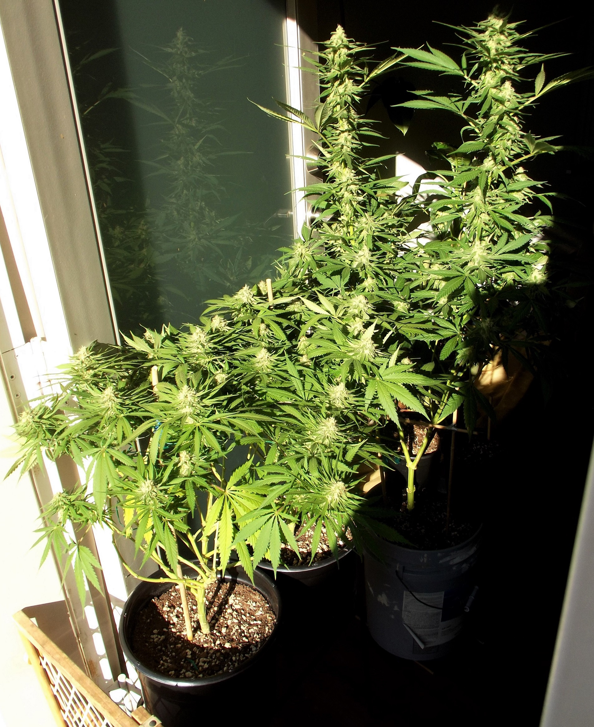 DSCF6592.JPG