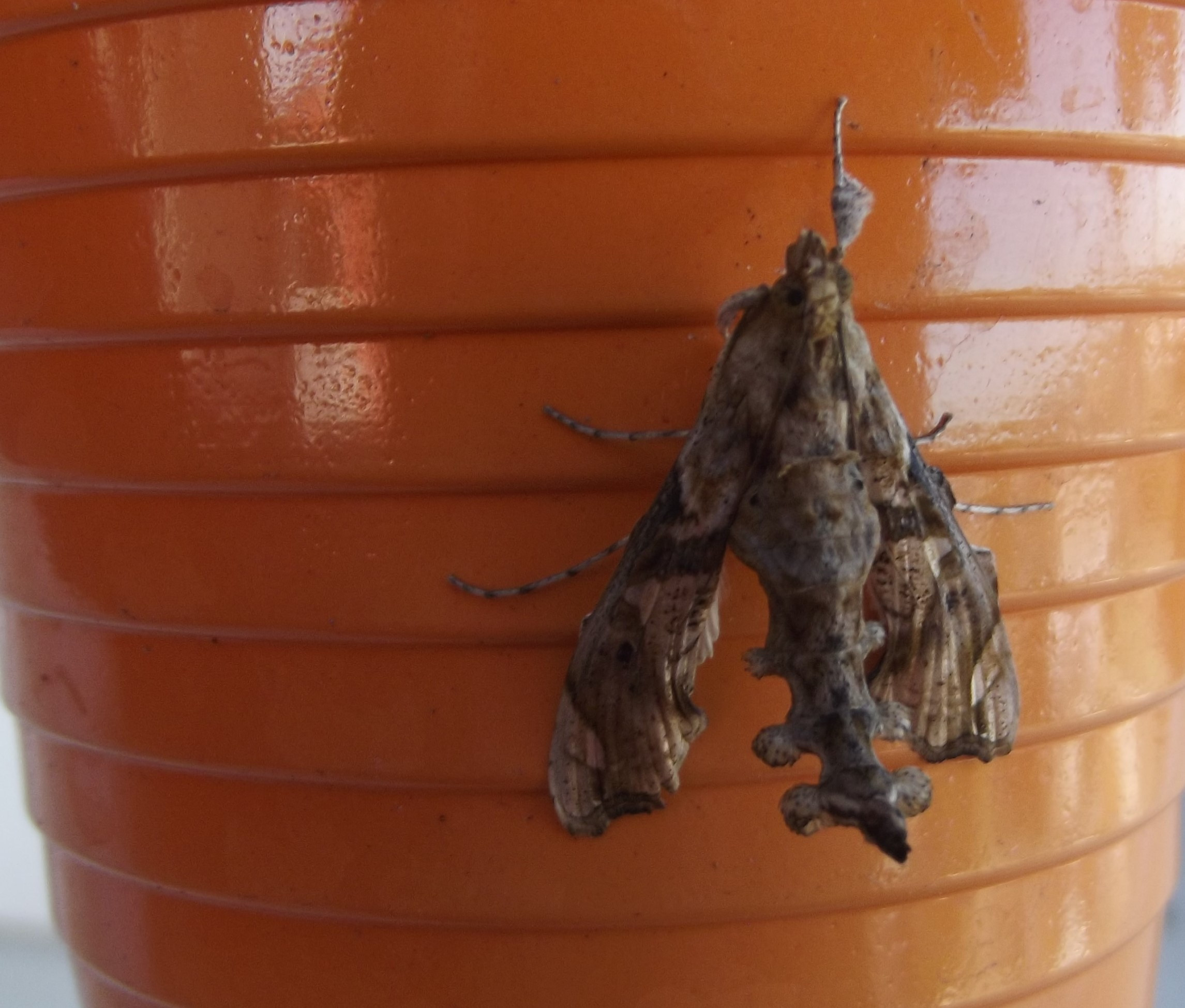 DSCF7610.JPG