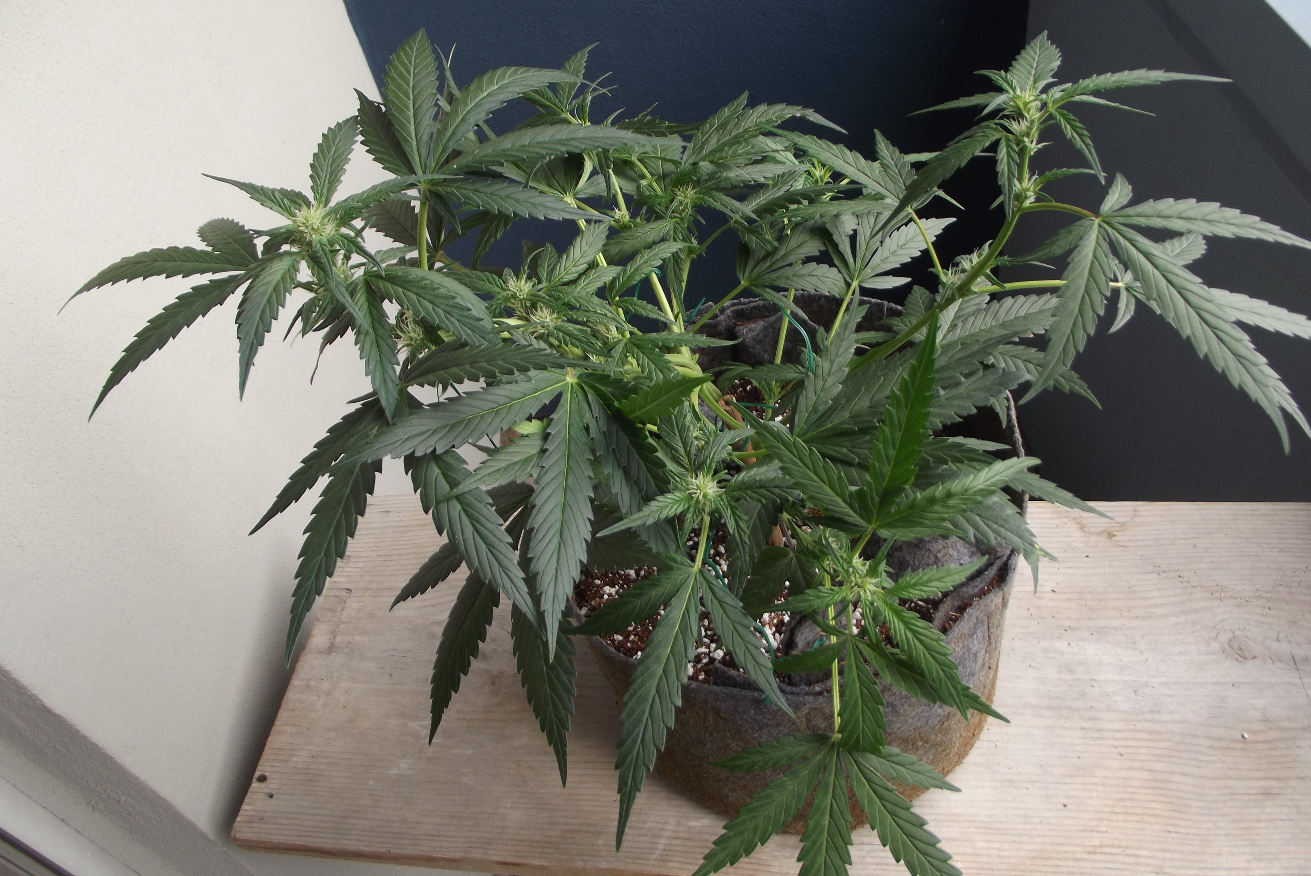 DSCF7713.JPG