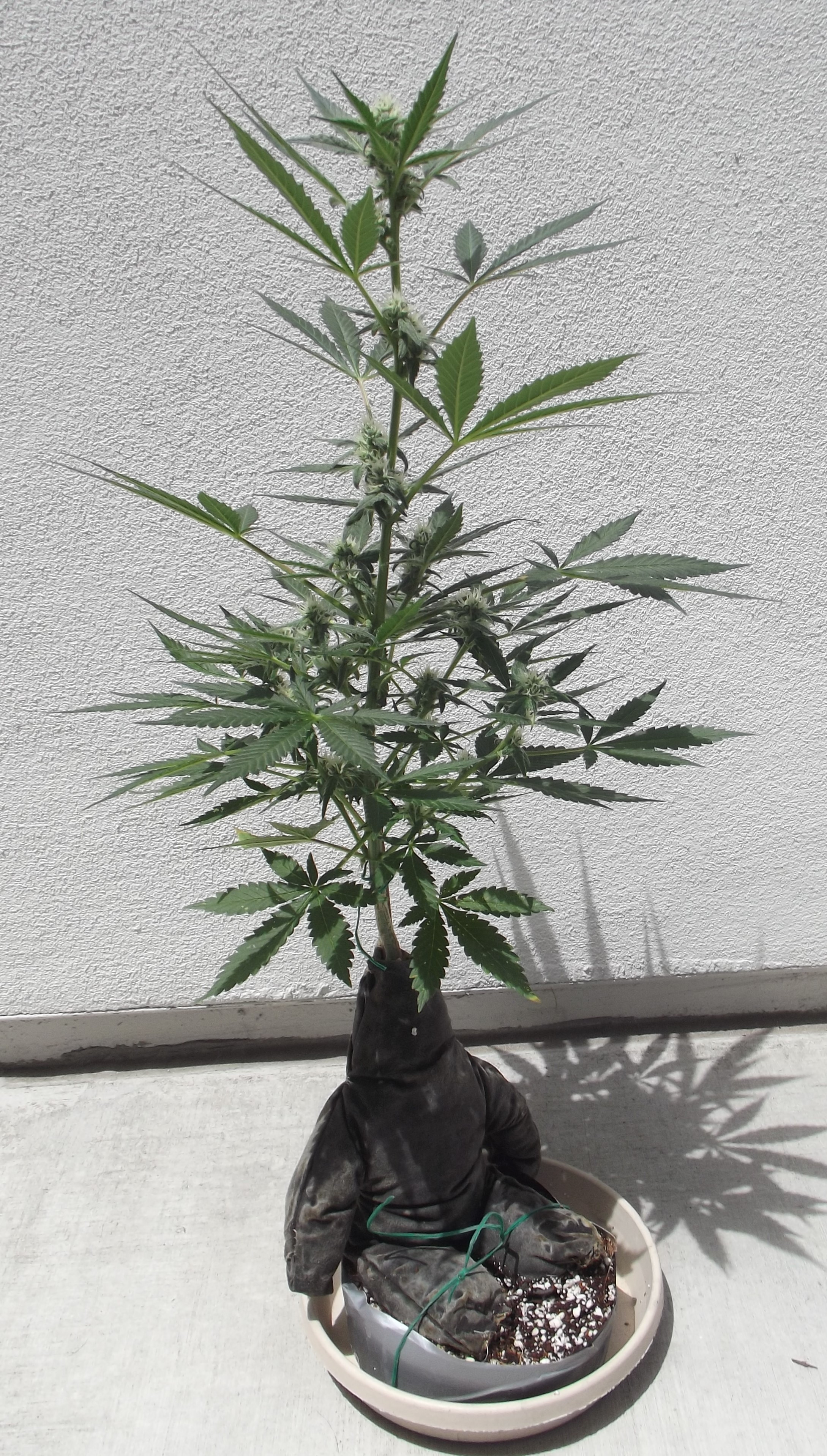 DSCF7724.JPG