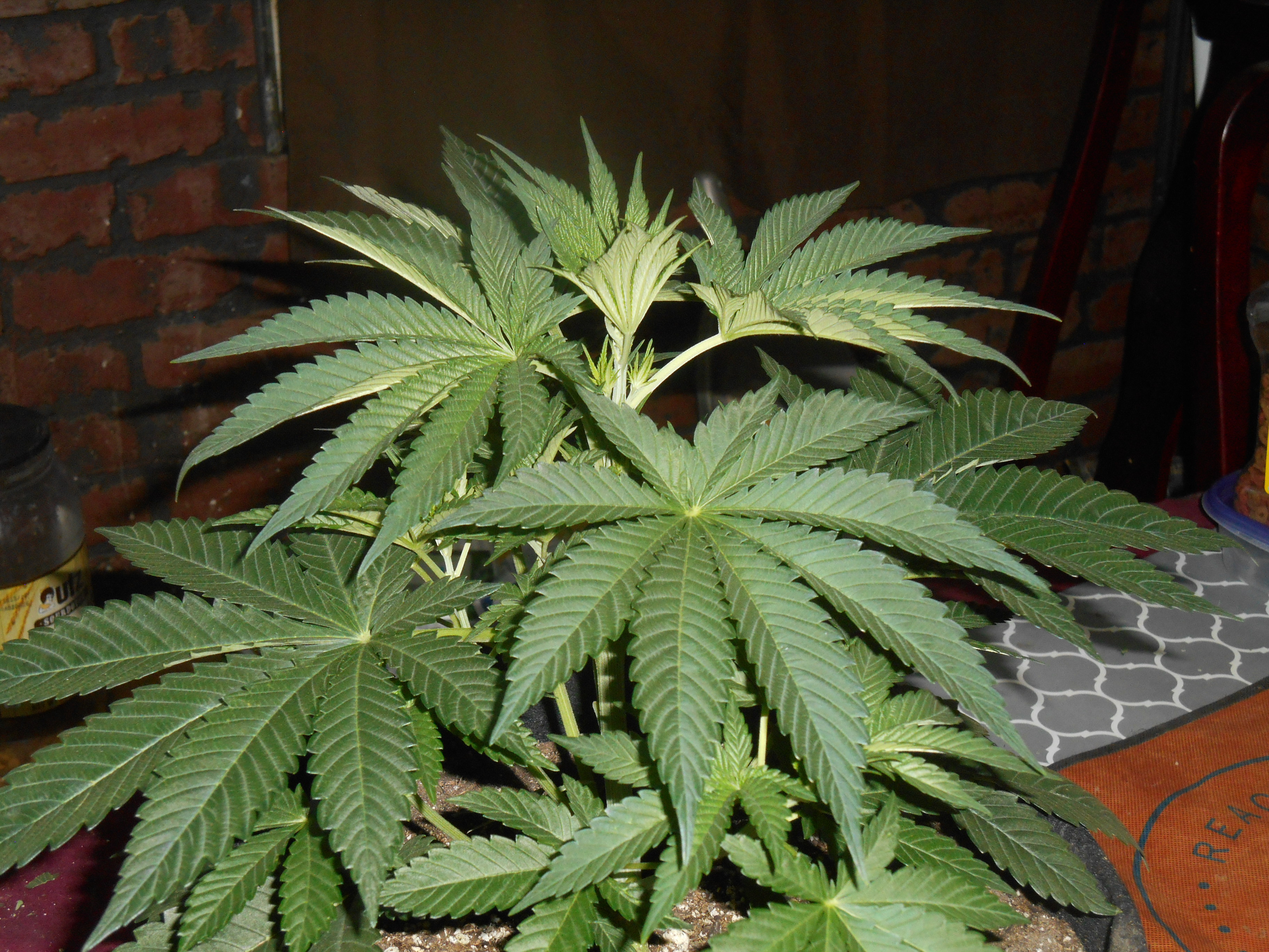 DSCN0430.JPG