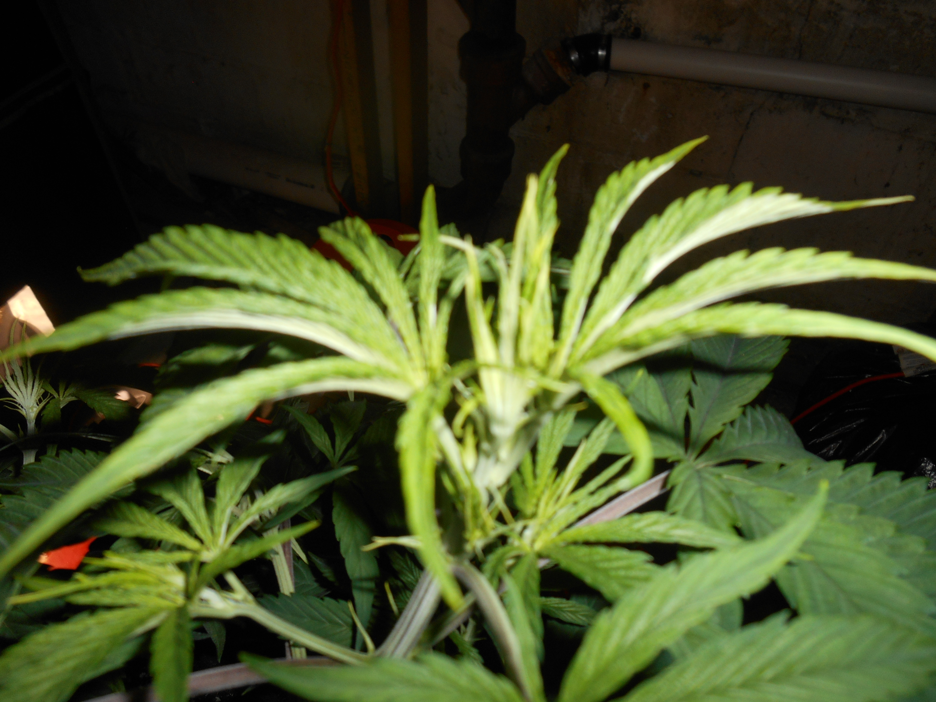 DSCN0468.JPG