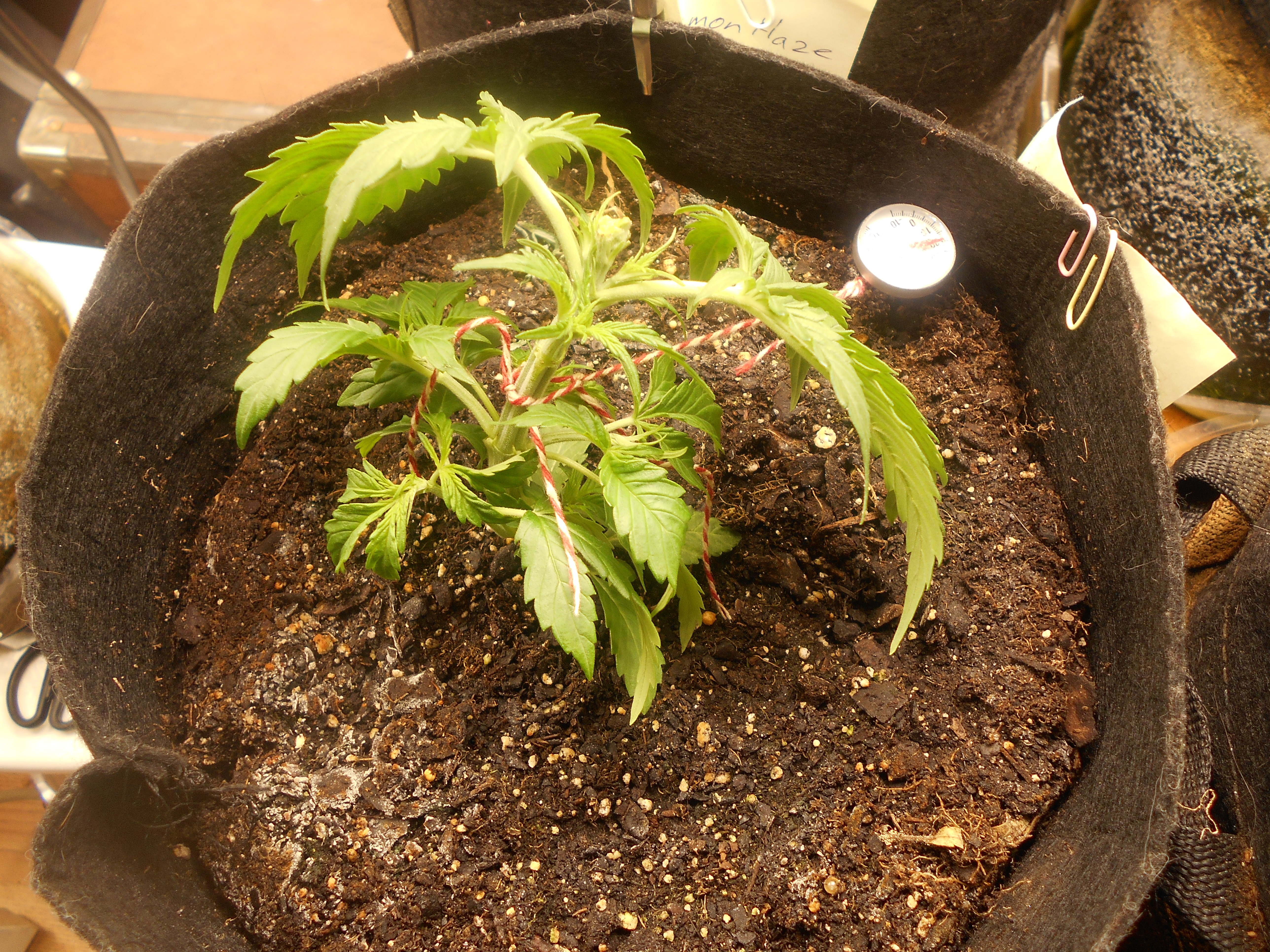 DSCN0939.jpg