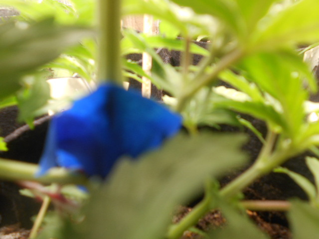 Click image for larger version  Name:	DSCN1116.jpg Views:	0 Size:	102.5 KB ID:	587183