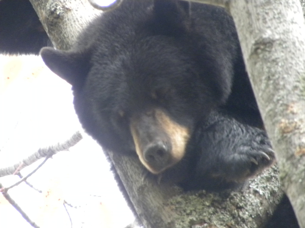 Click image for larger version  Name:	summer bear.jpg Views:	0 Size:	213.9 KB ID:	379573
