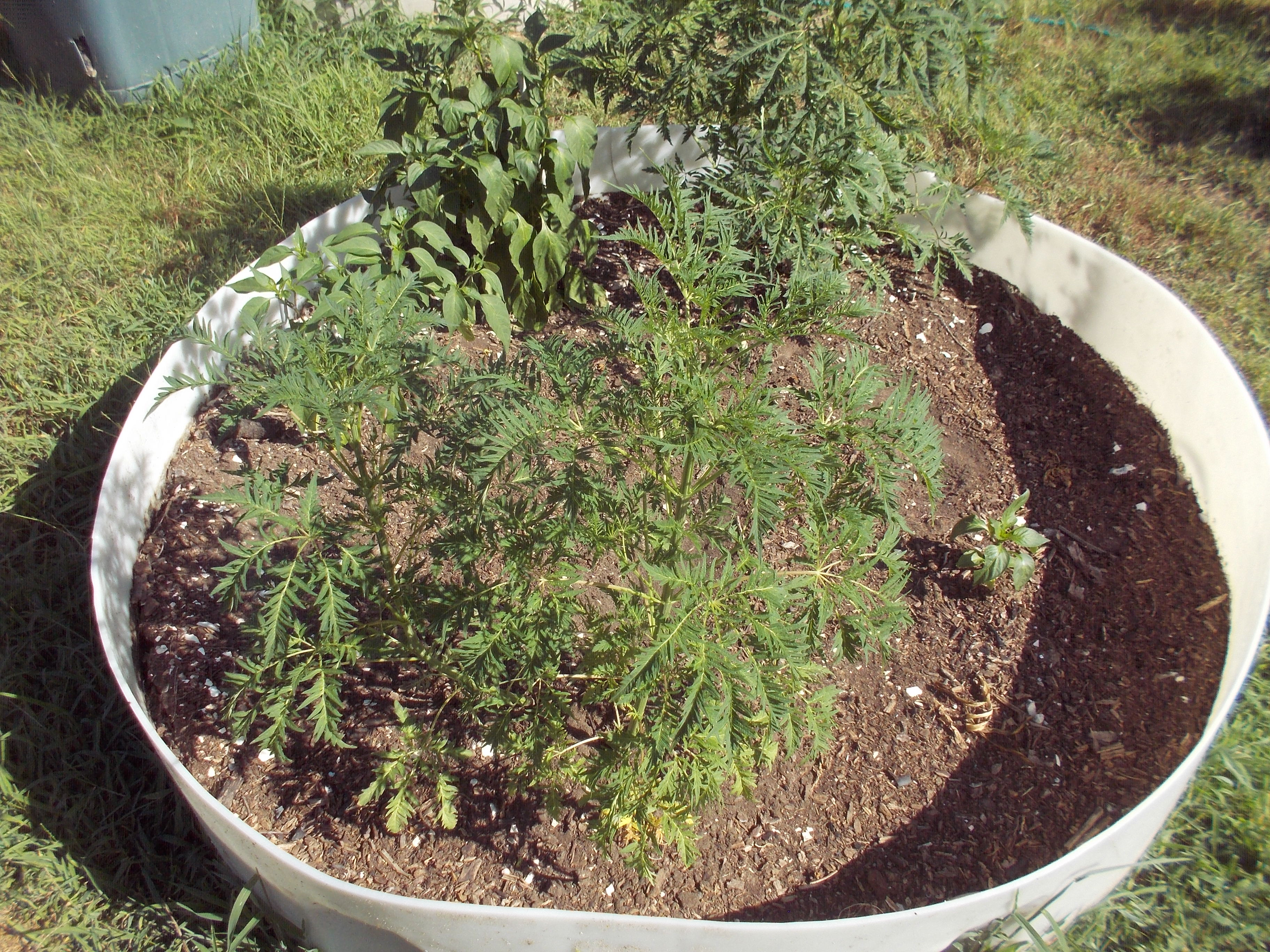 DSCN2509.jpg