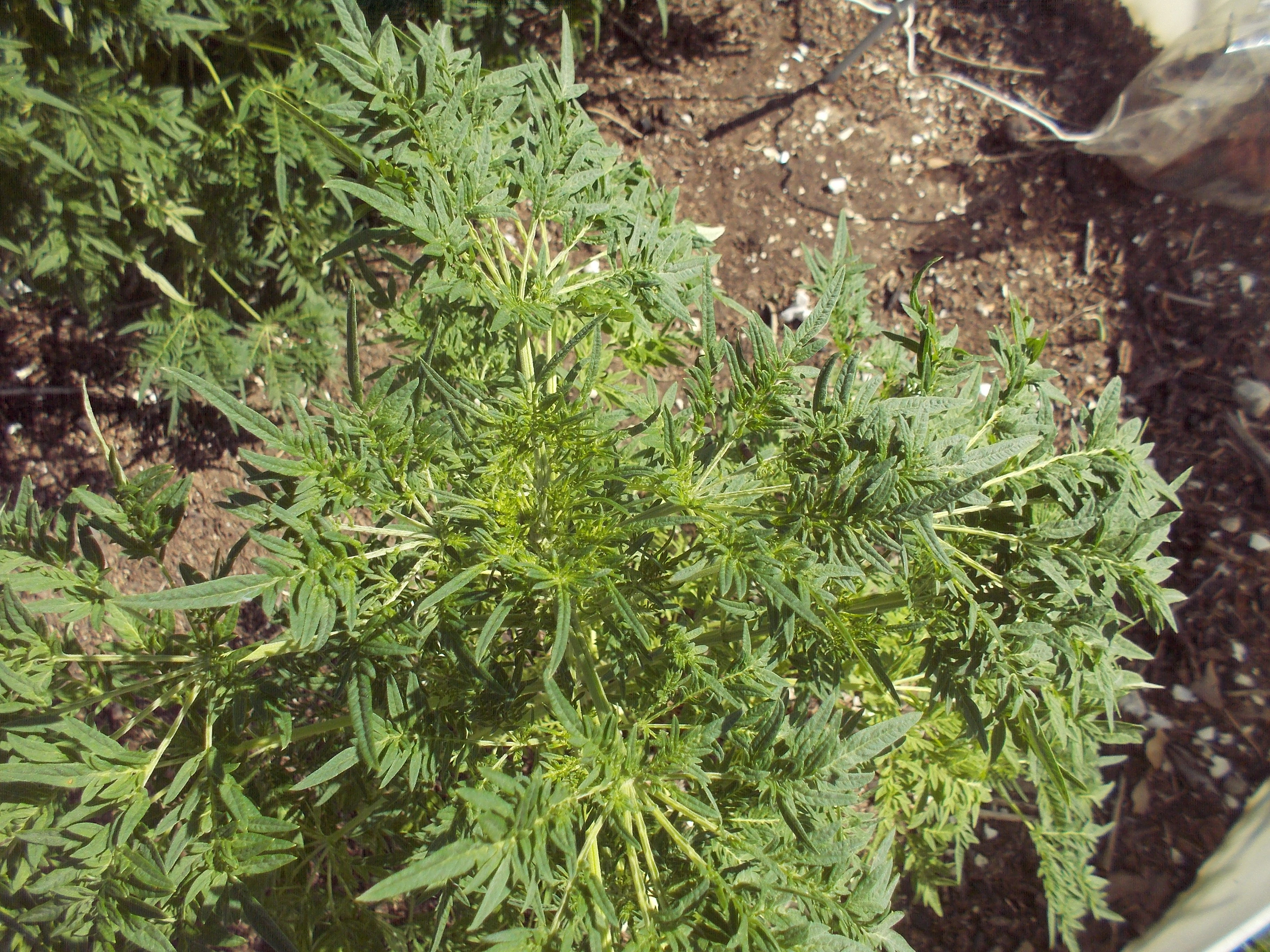 DSCN2515.jpg