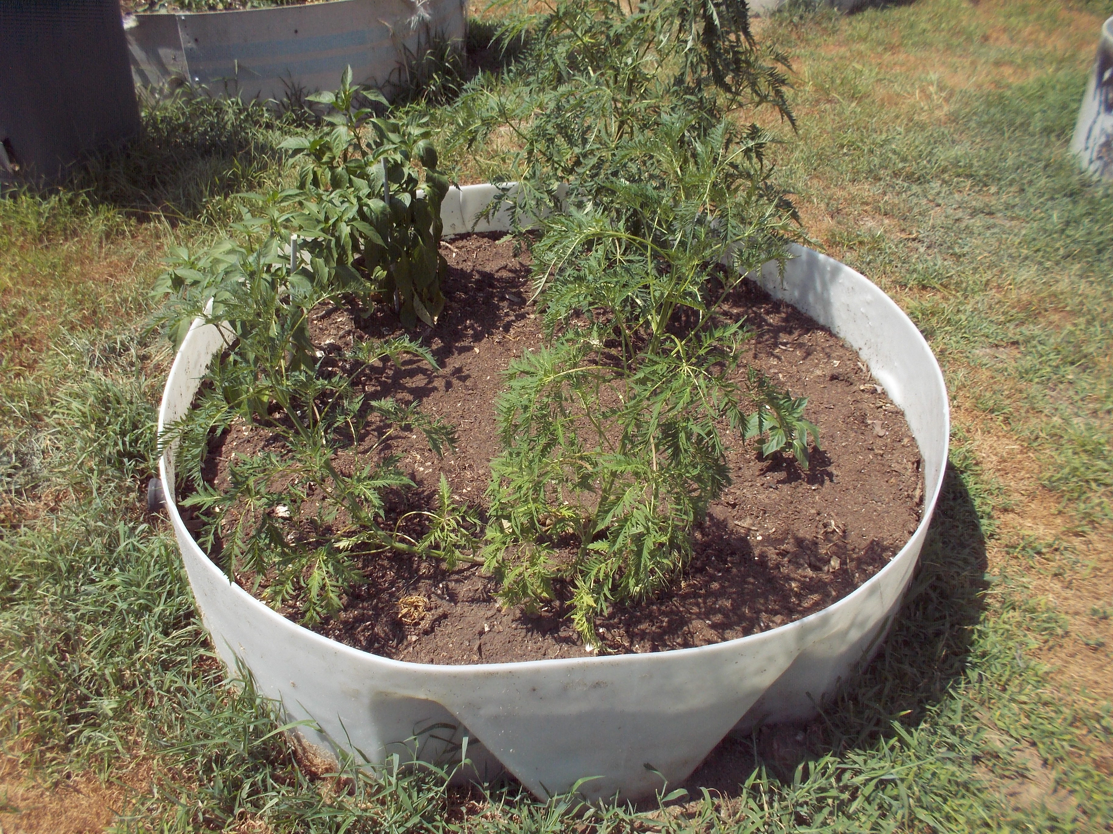 DSCN2516.jpg