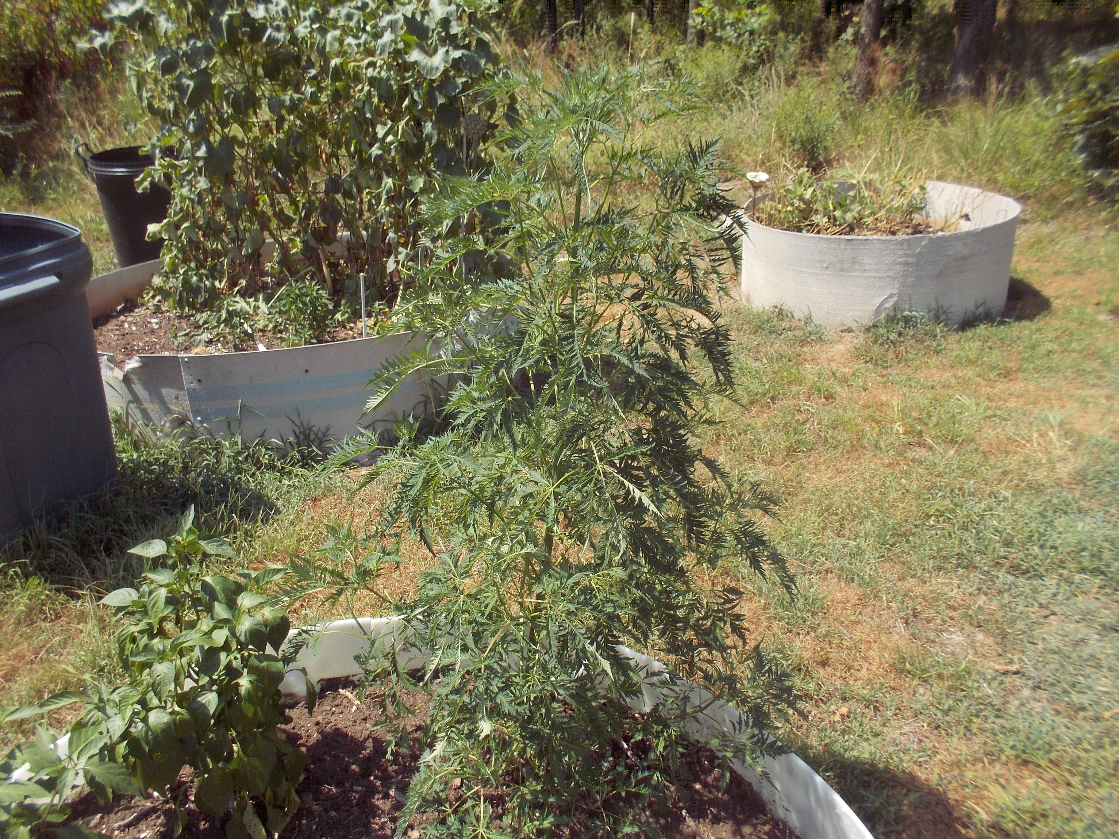 DSCN2517.jpg