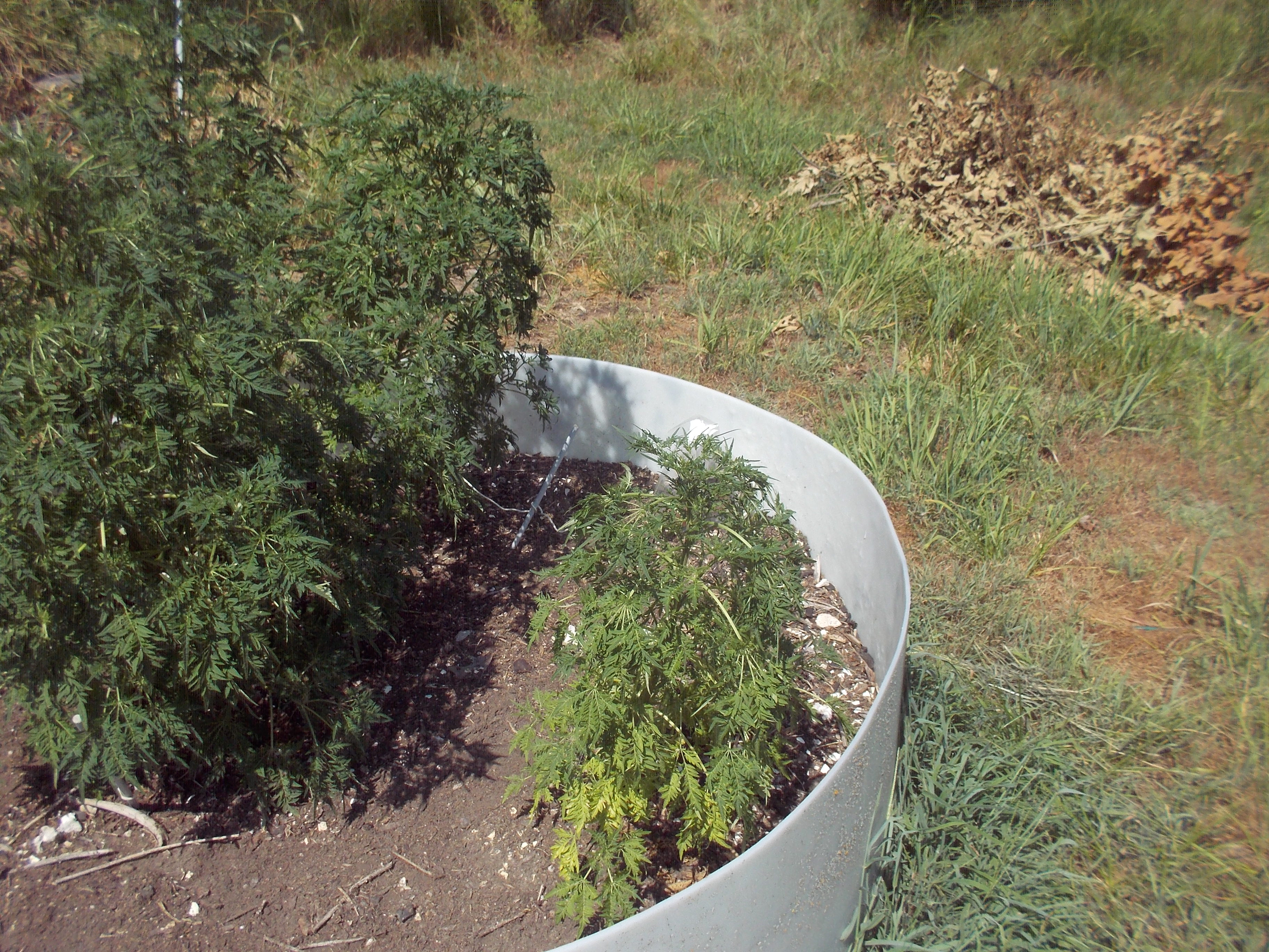 DSCN2518.jpg