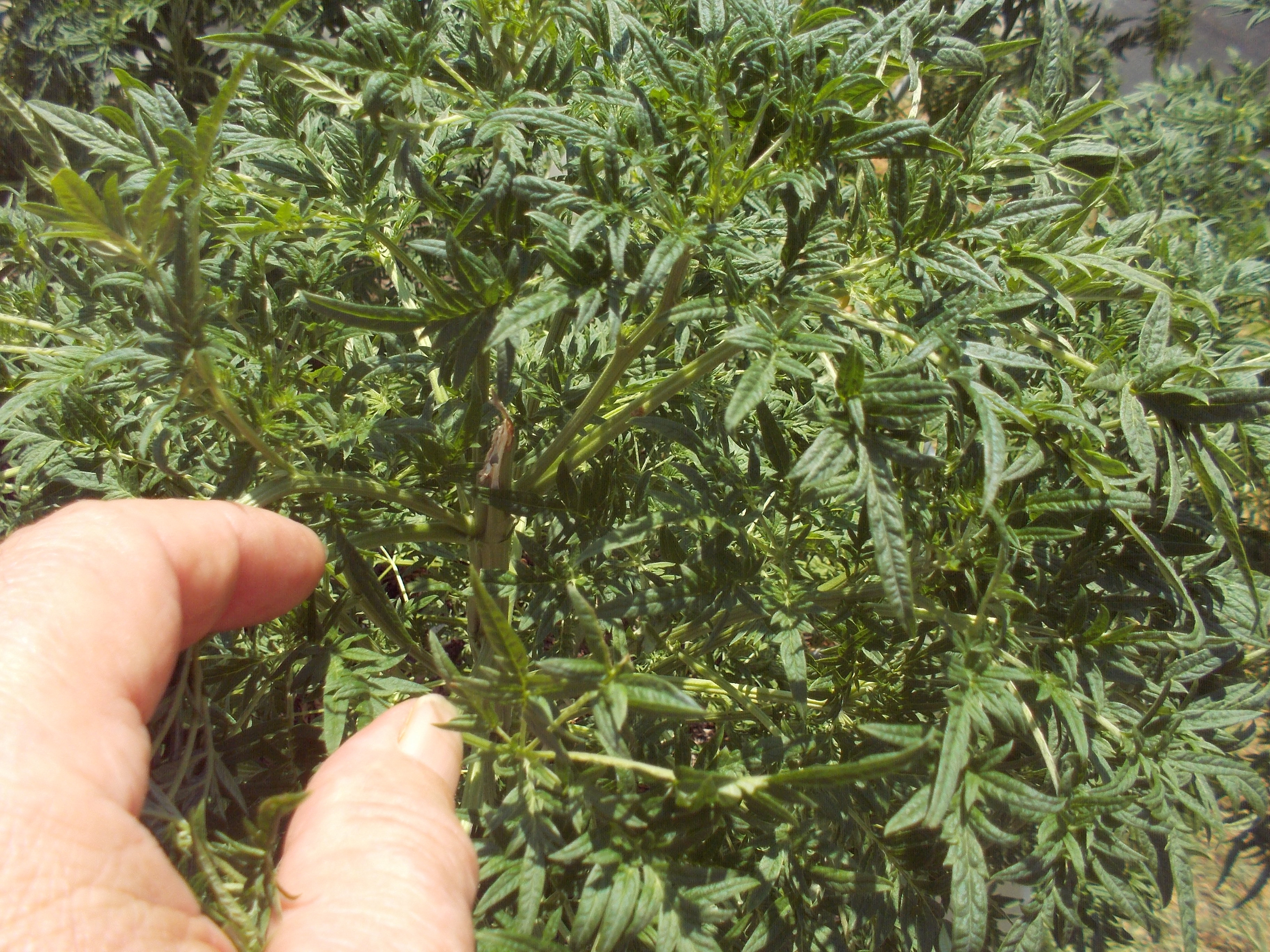 DSCN2520.jpg