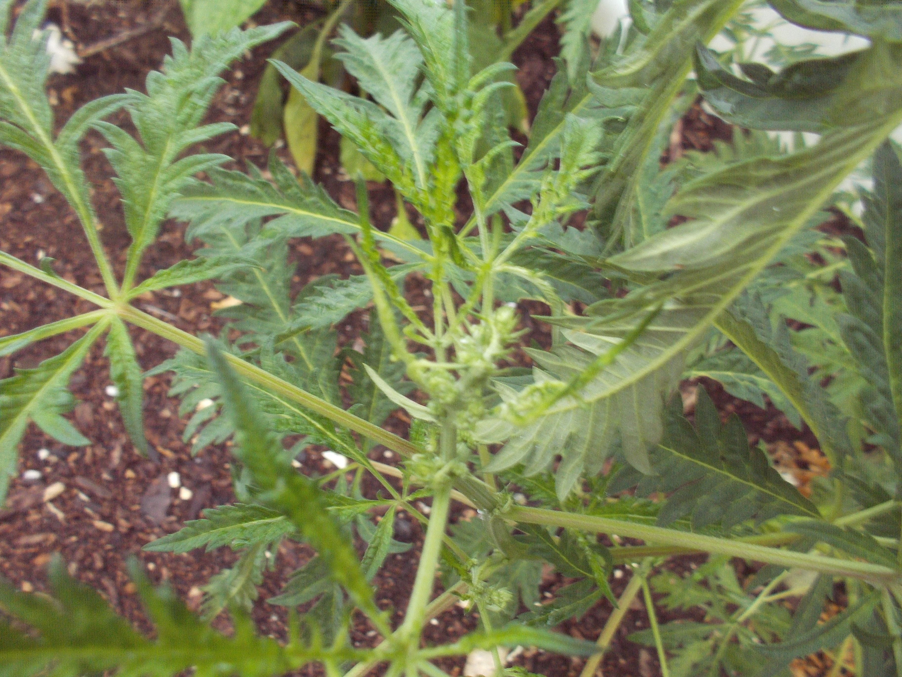 DSCN2523.jpg