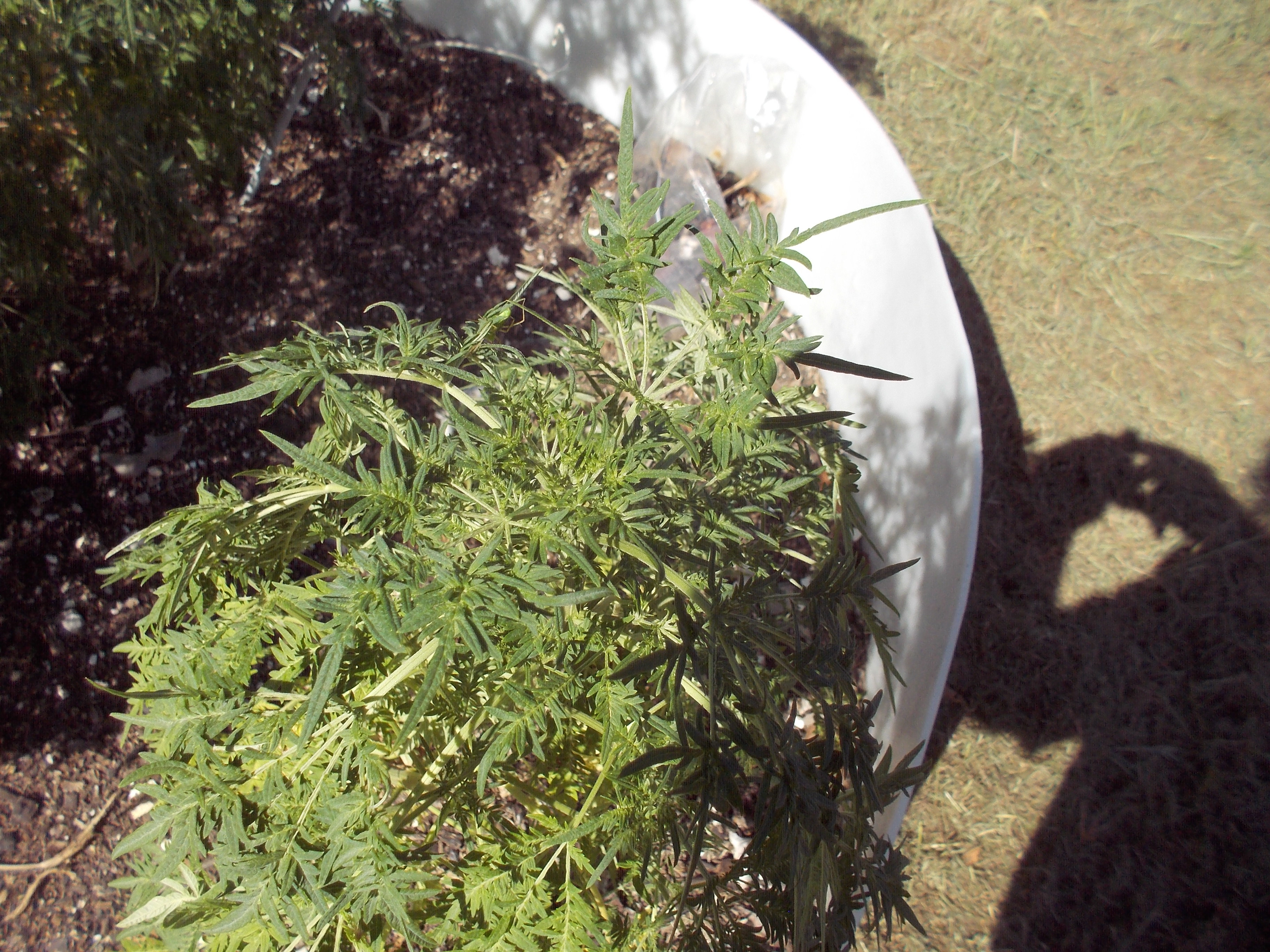 DSCN2527.jpg