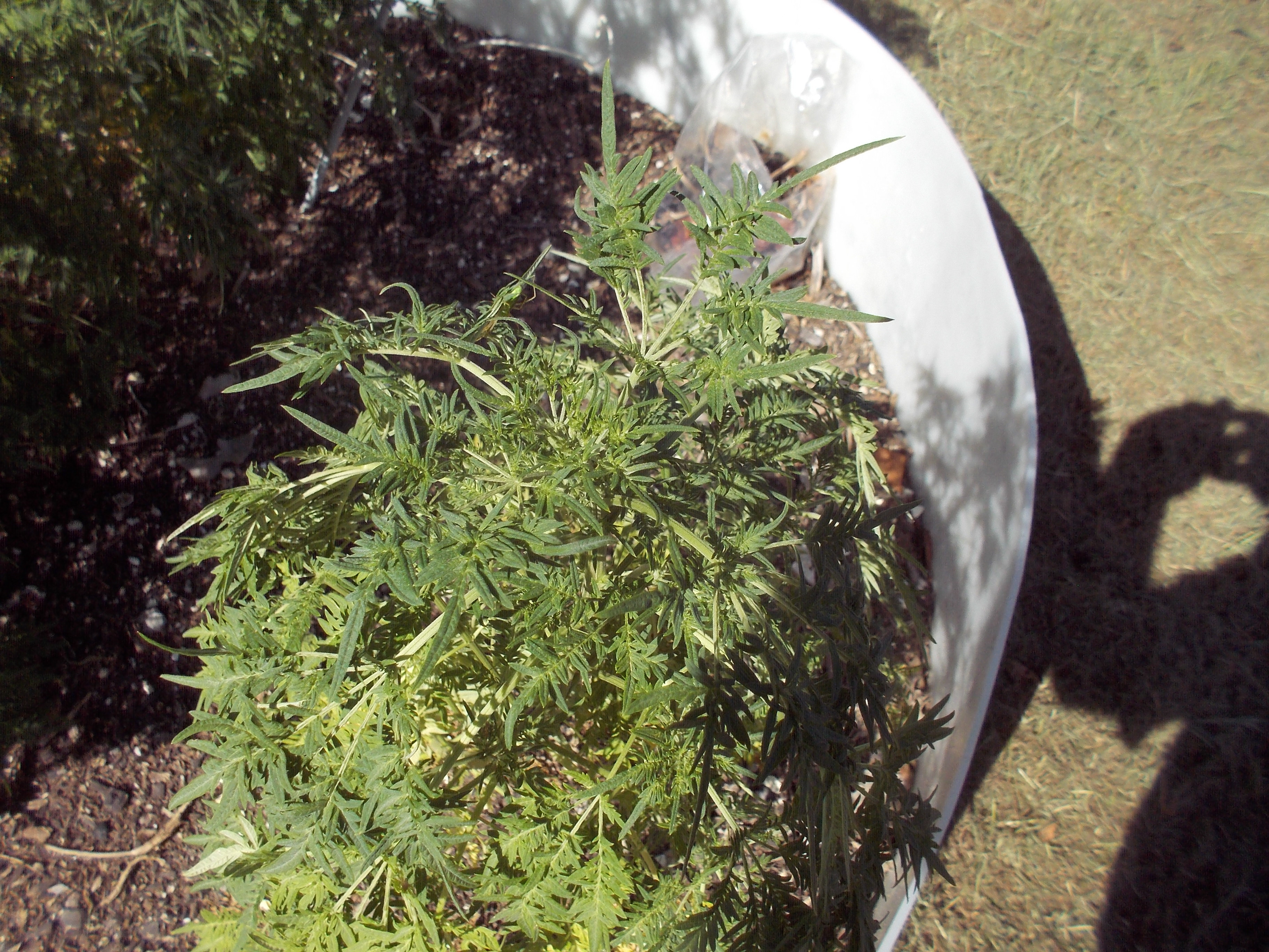 DSCN2528.jpg