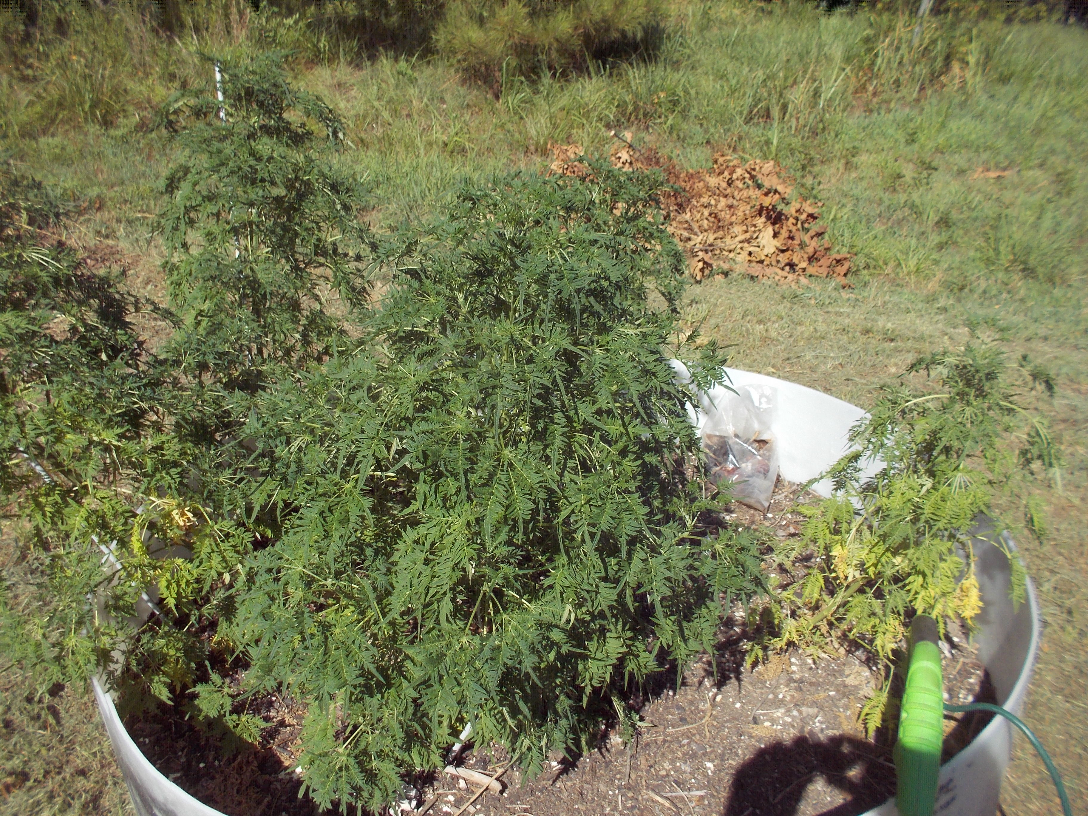DSCN2530.jpg