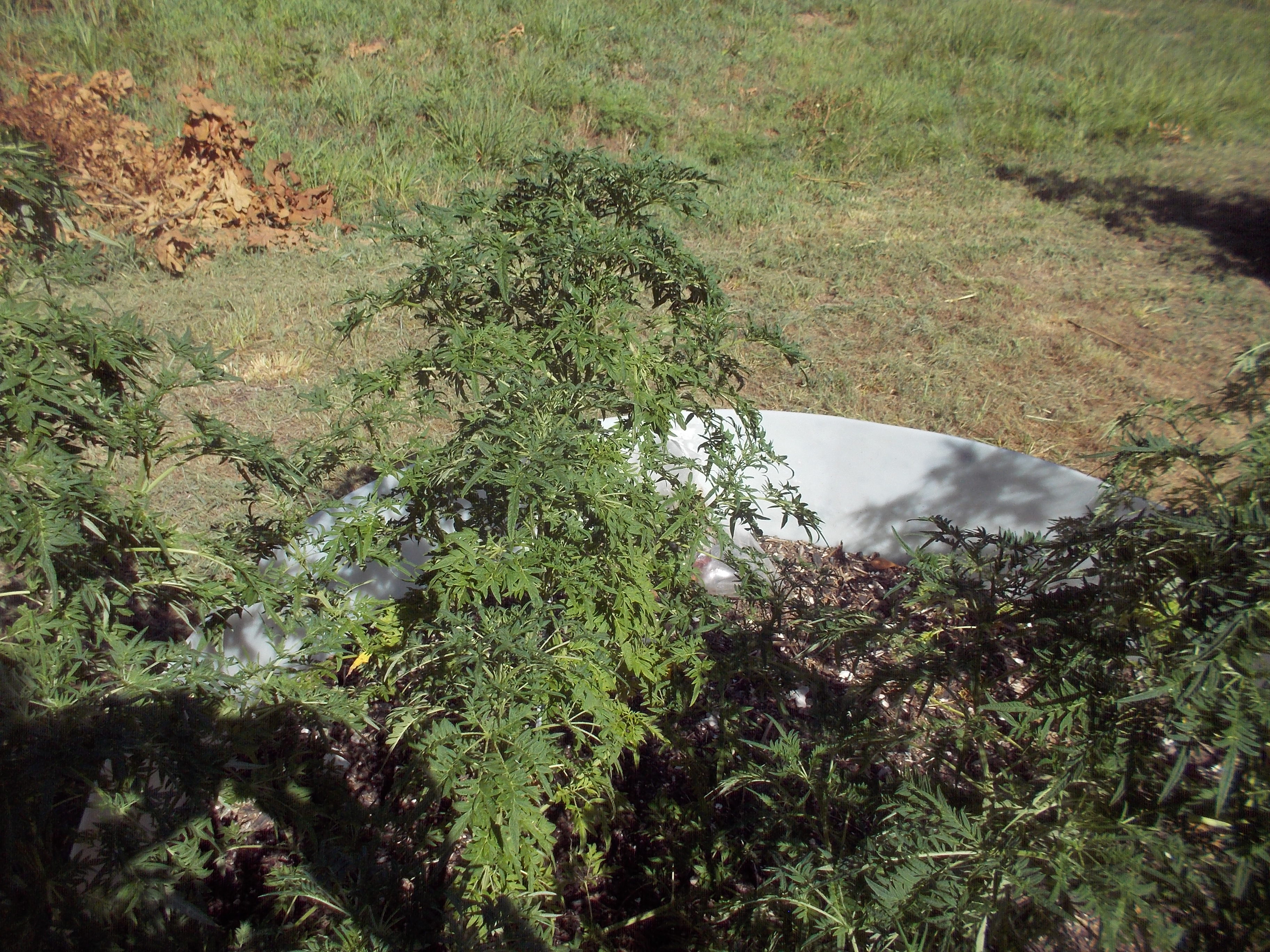 DSCN2531.jpg