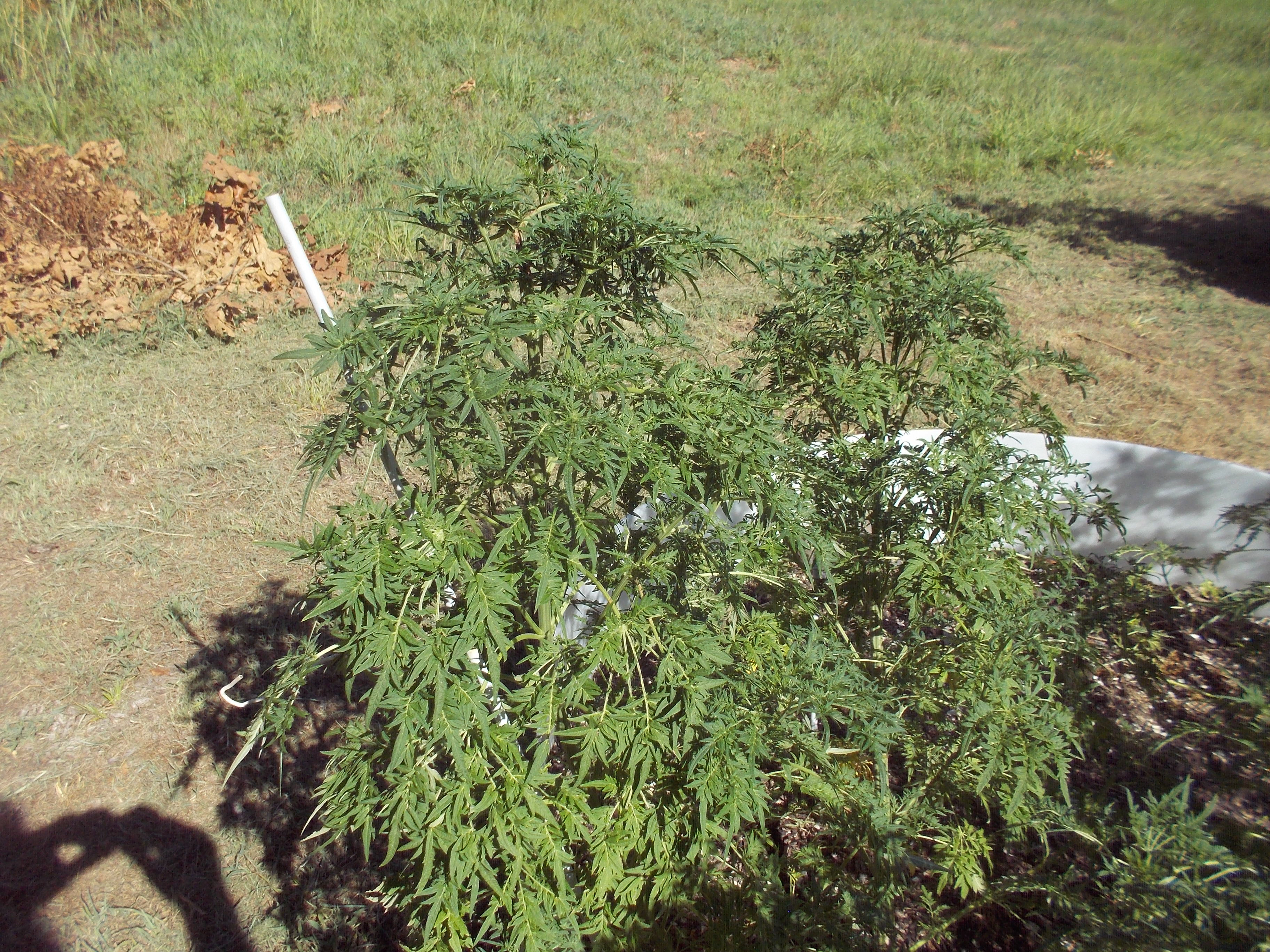 DSCN2532.jpg