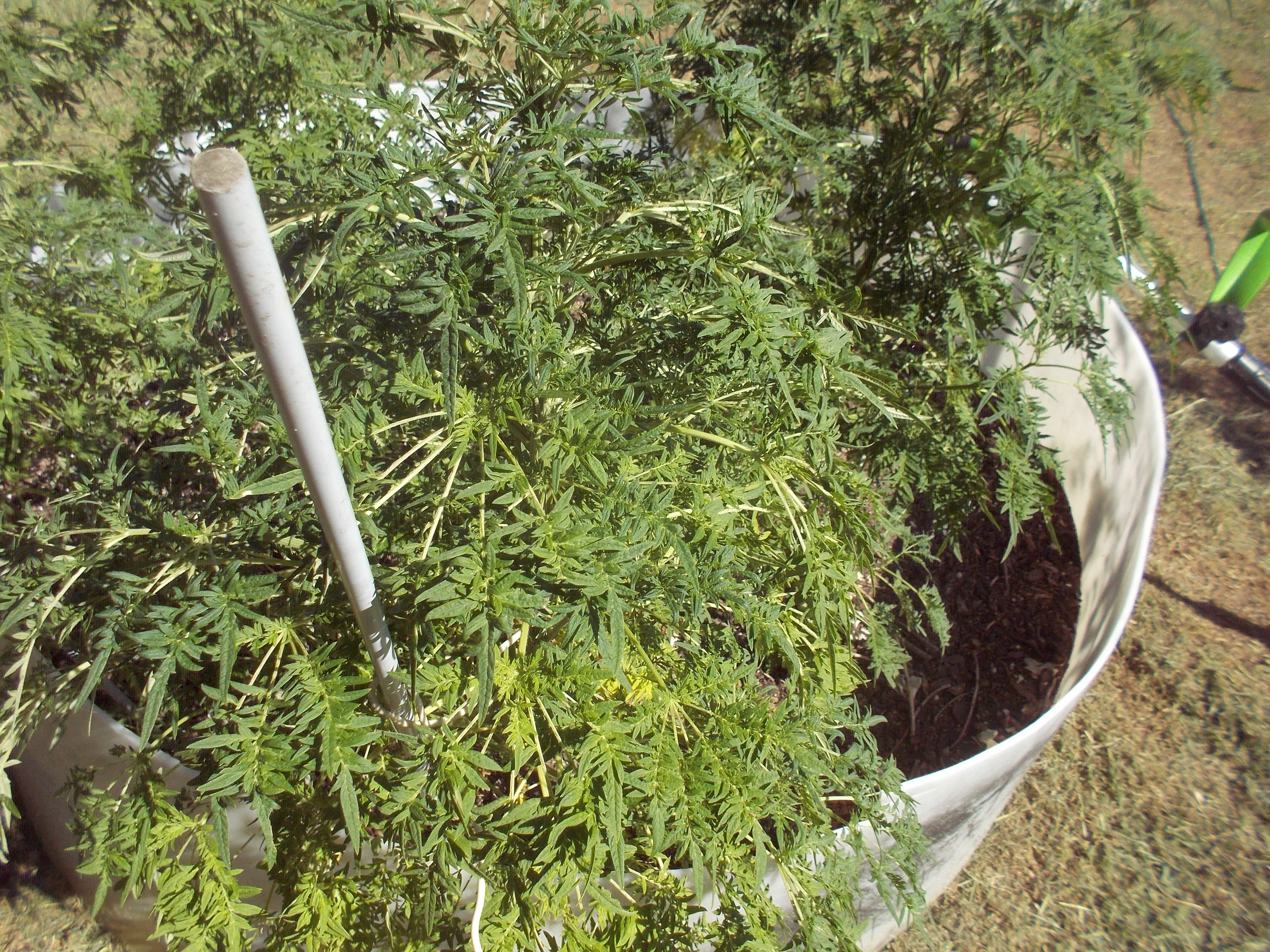 DSCN2533.jpg