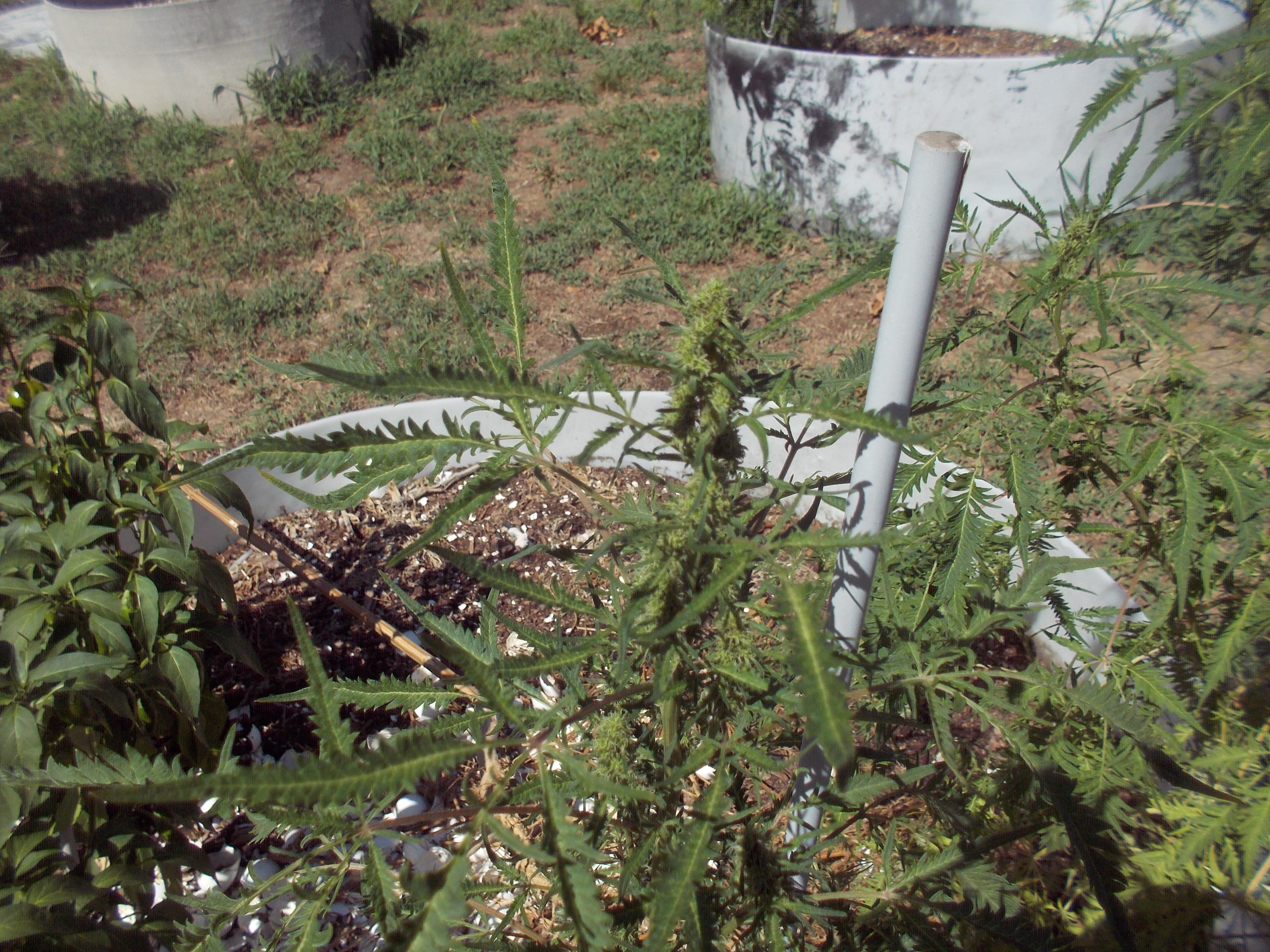 DSCN2553.jpg