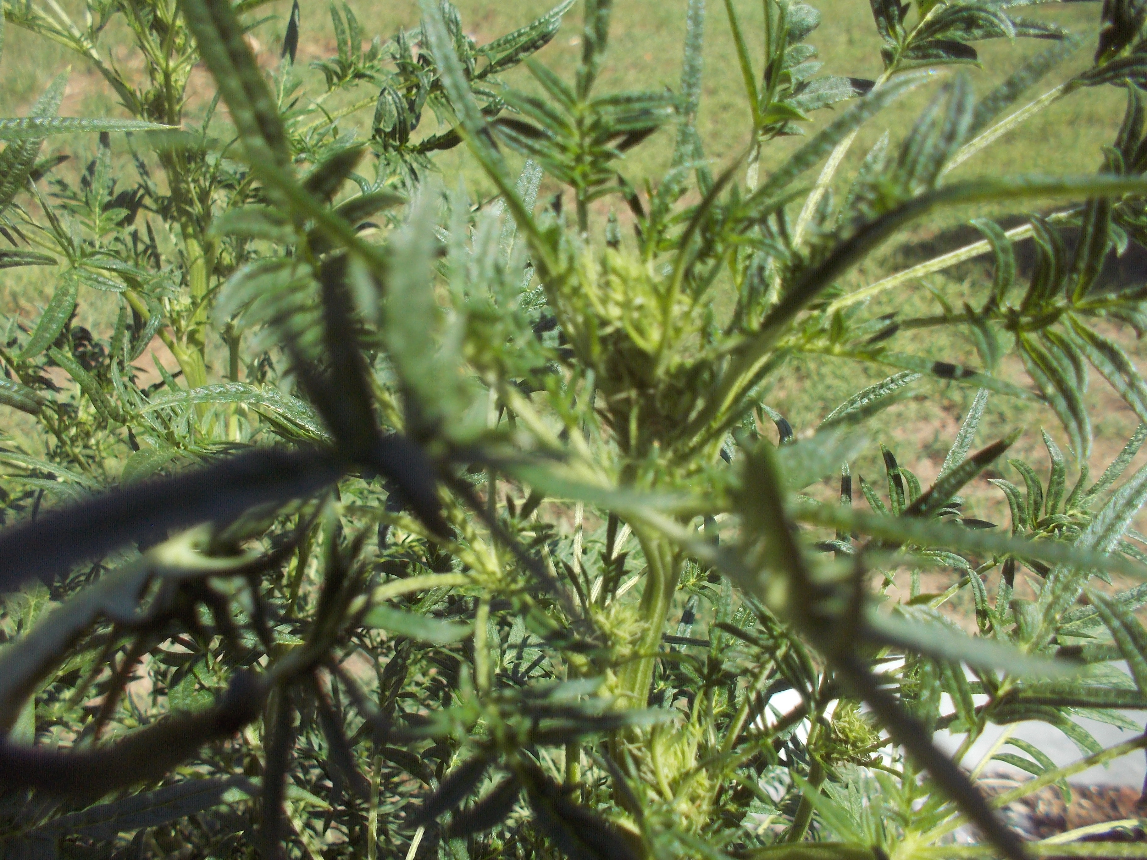 DSCN2555.jpg