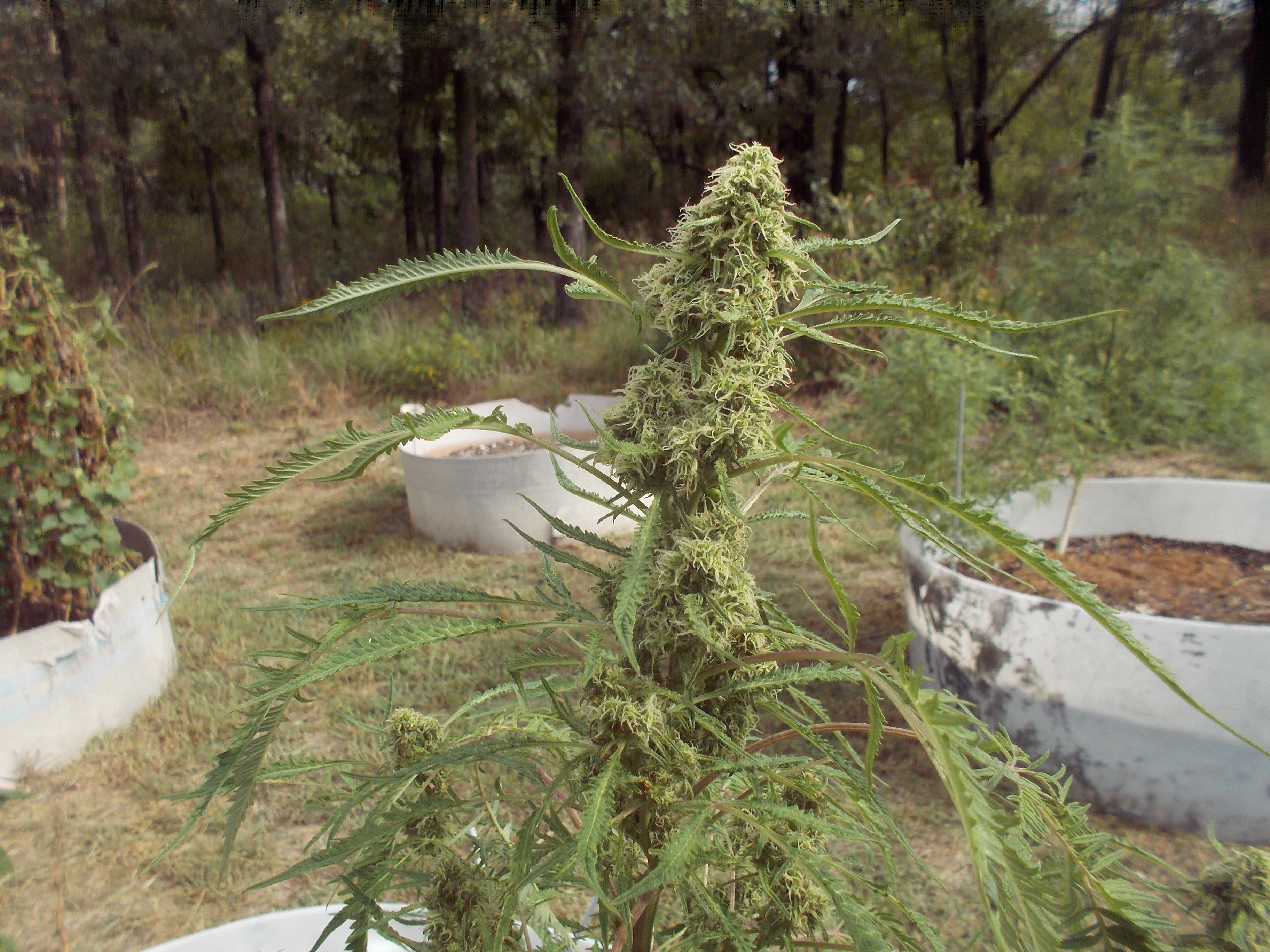 DSCN2556.jpg
