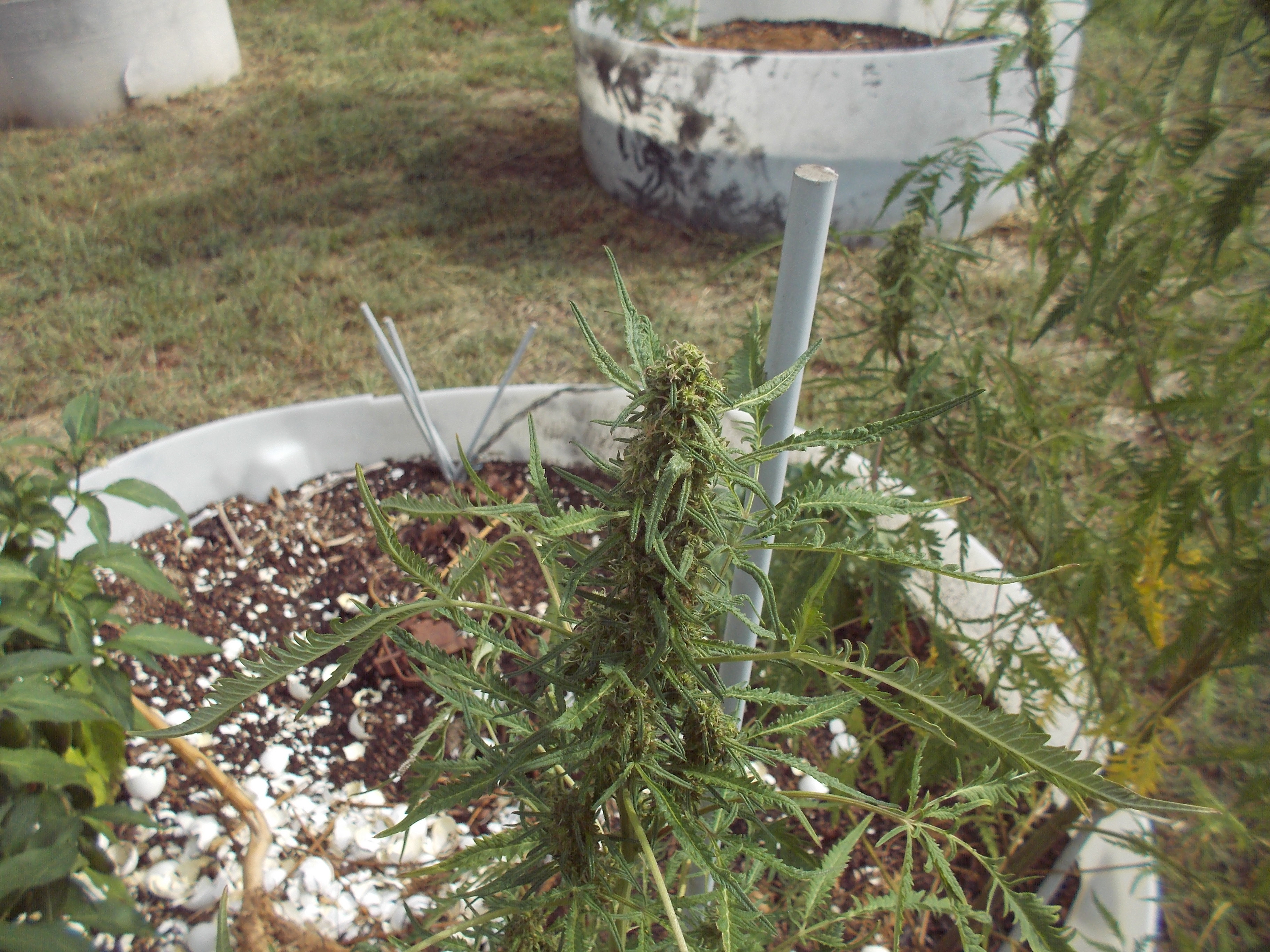 DSCN2557.jpg