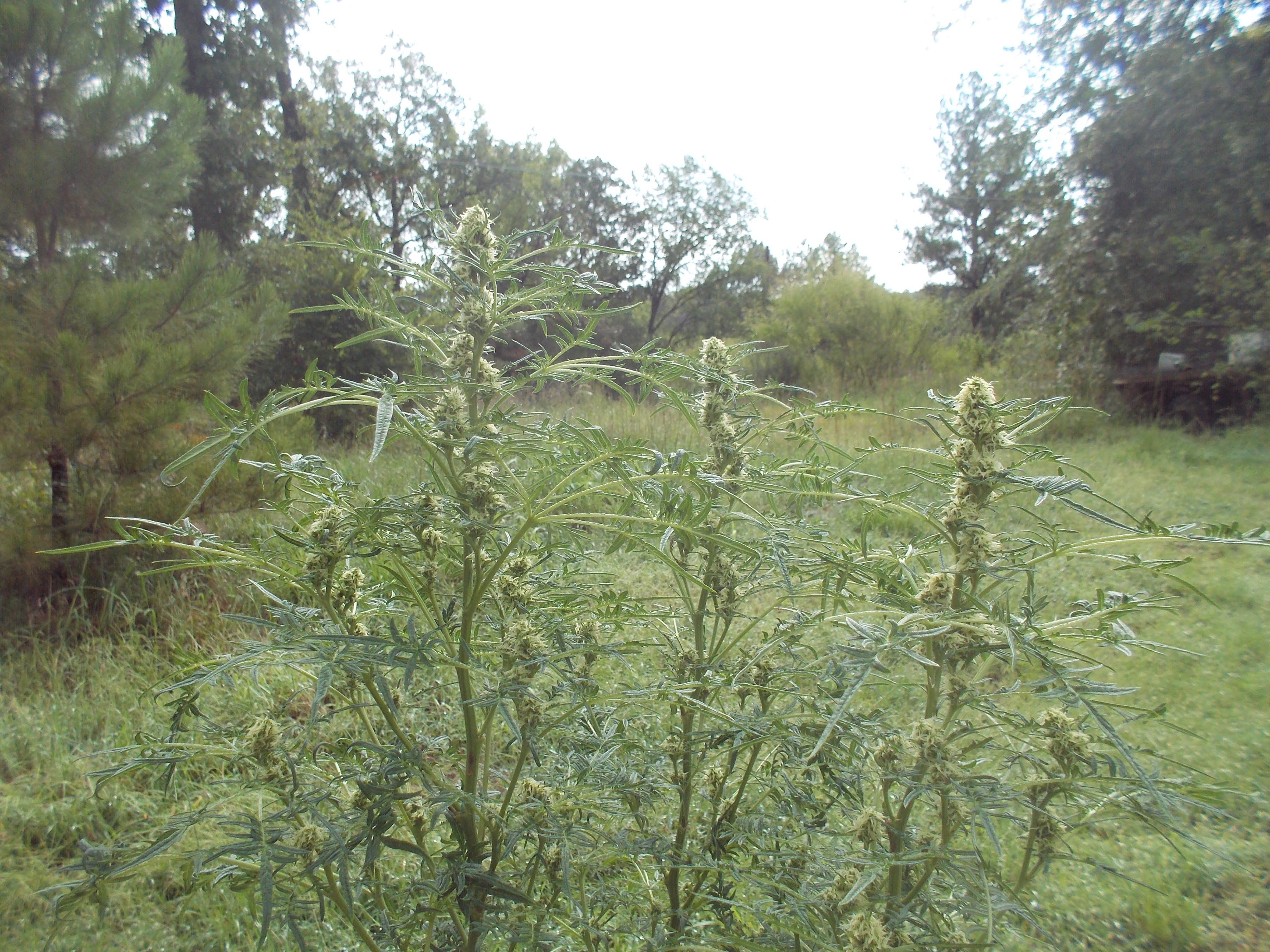 DSCN2559.jpg