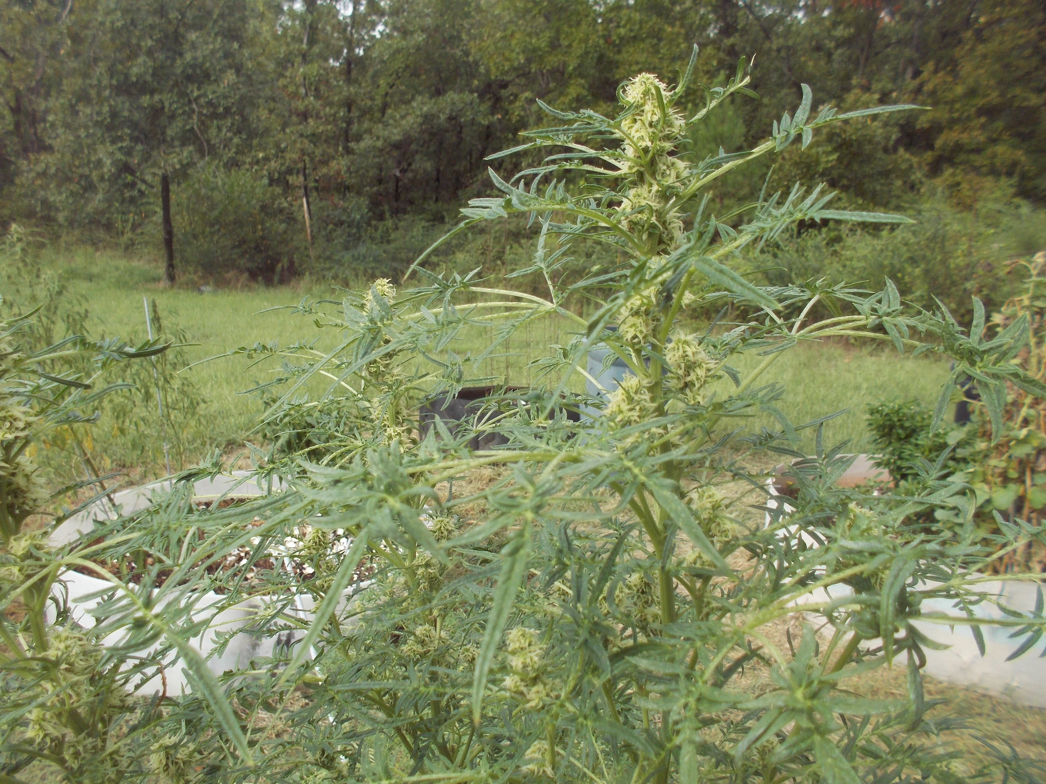 DSCN2560.jpg