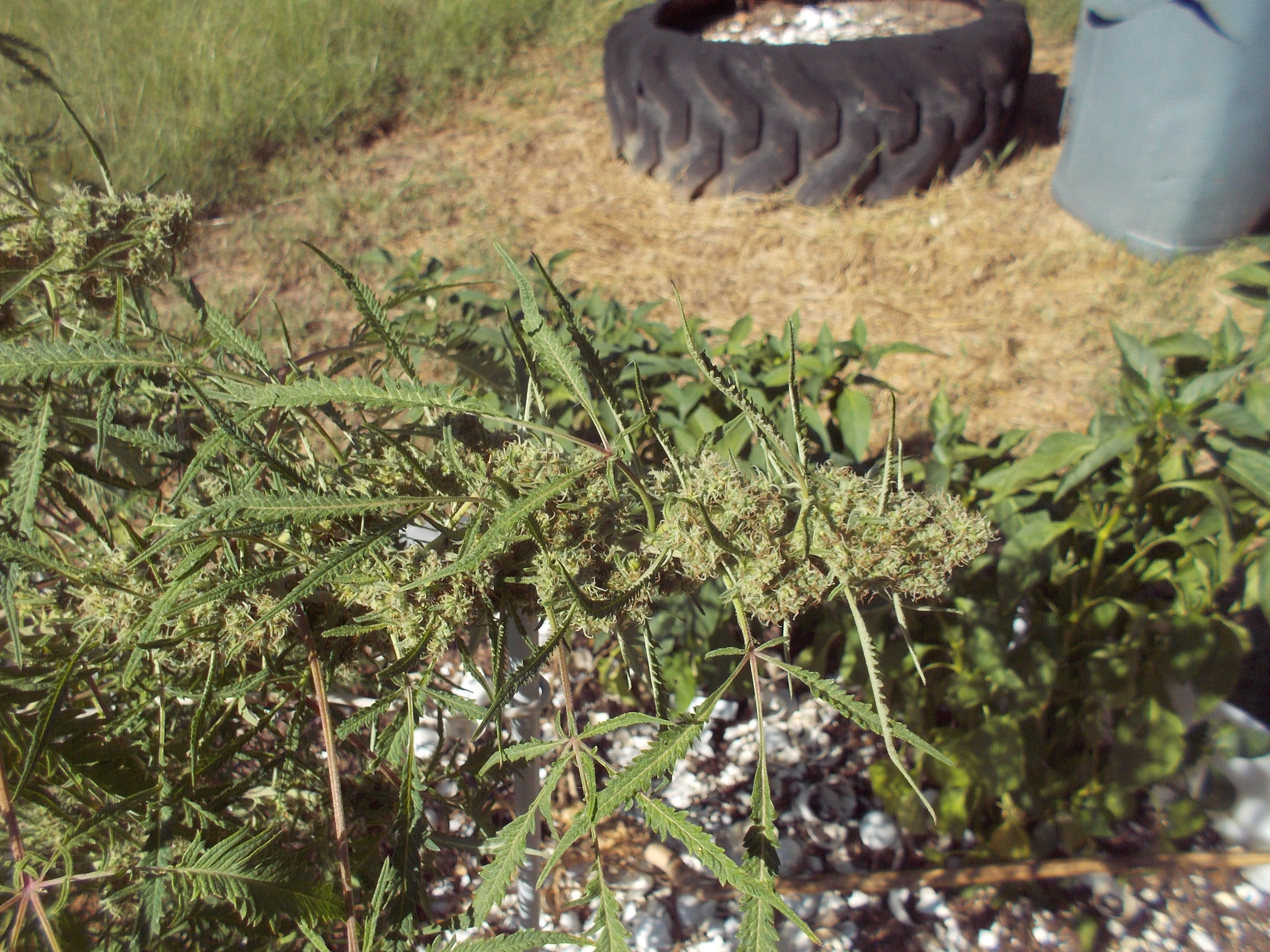DSCN2562.jpg