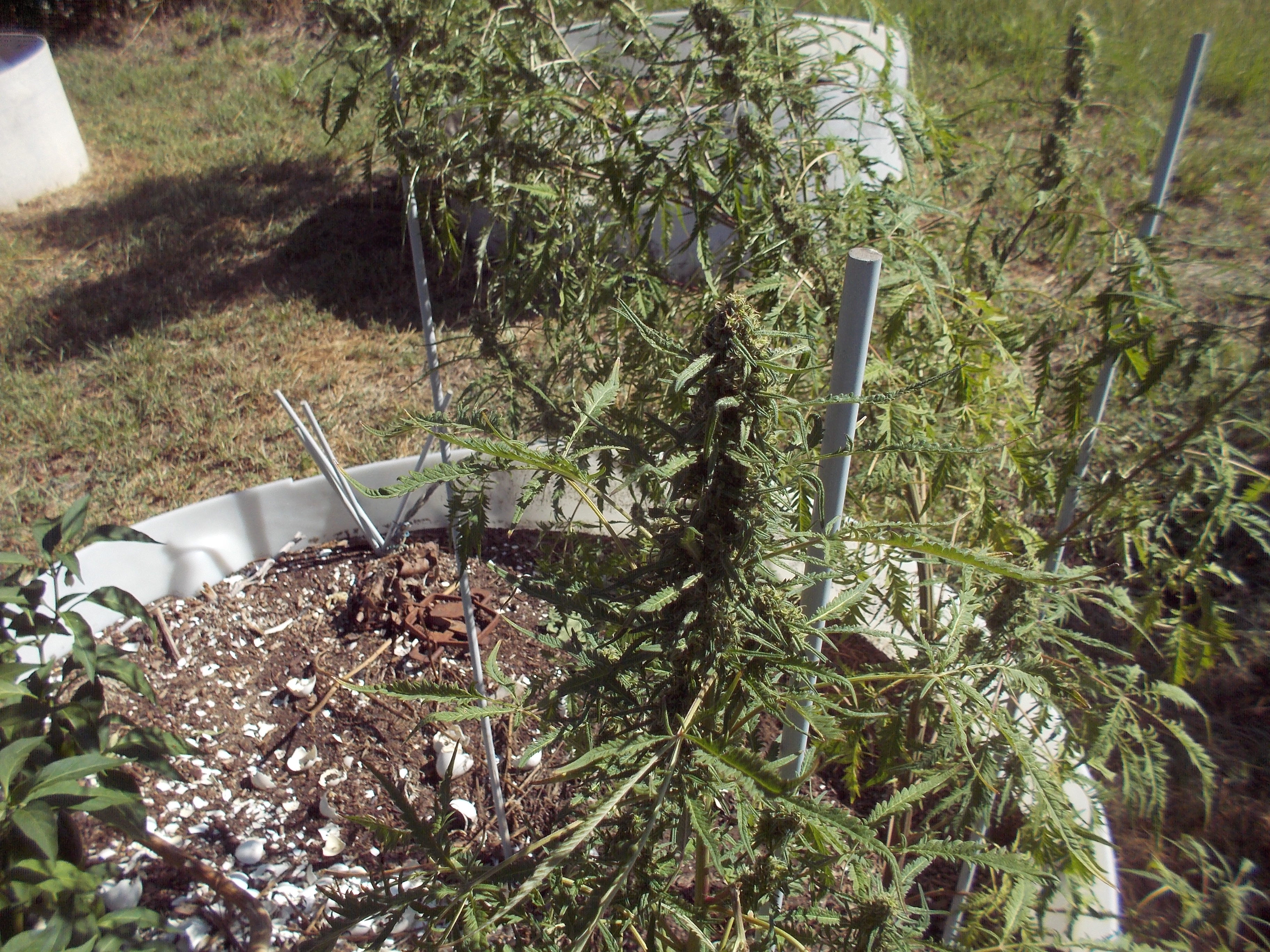 DSCN2563.jpg