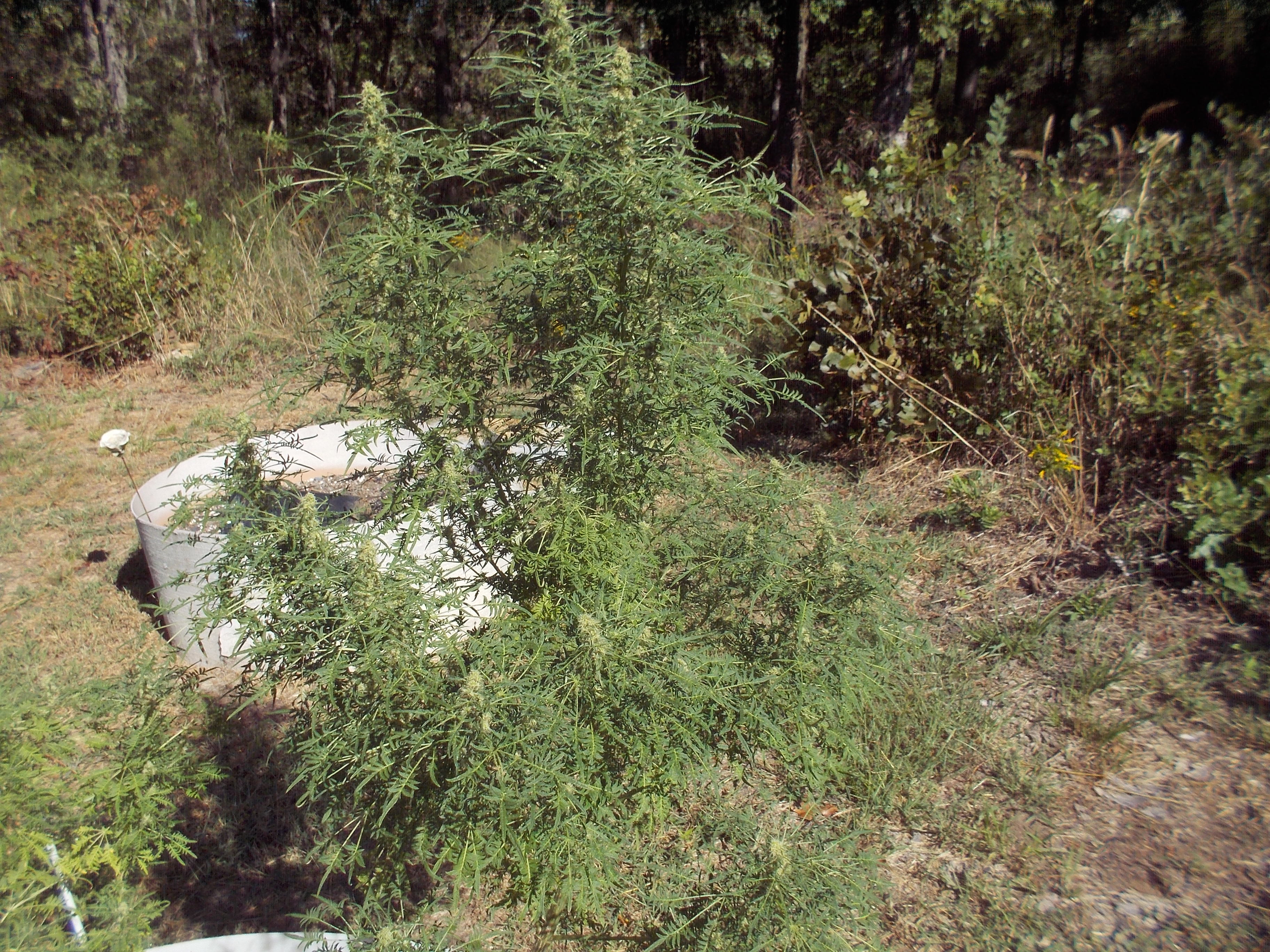 DSCN2565.jpg