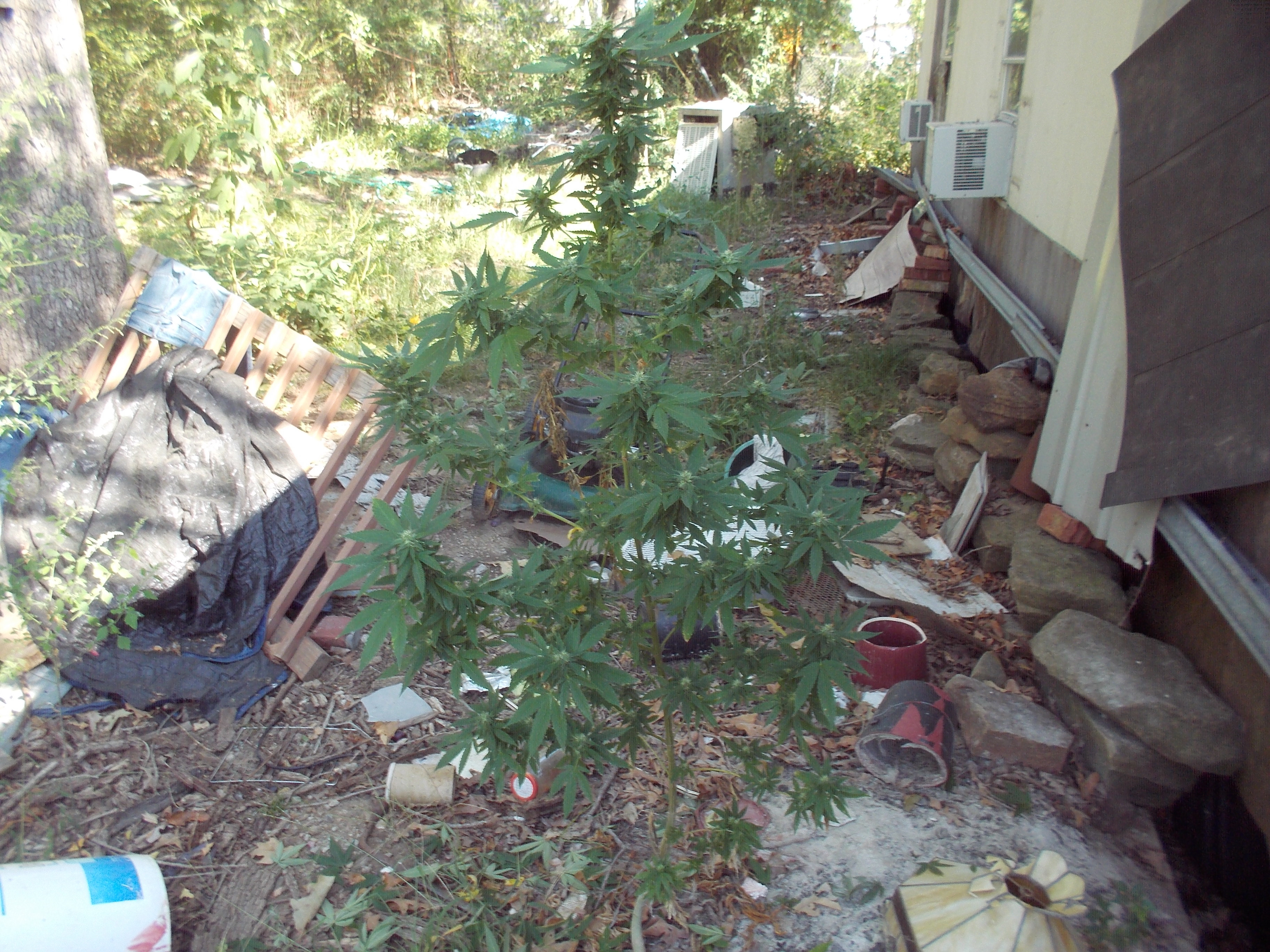 Click image for larger version  Name:	DSCN2571.jpg Views:	1 Size:	2.39 MB ID:	631379