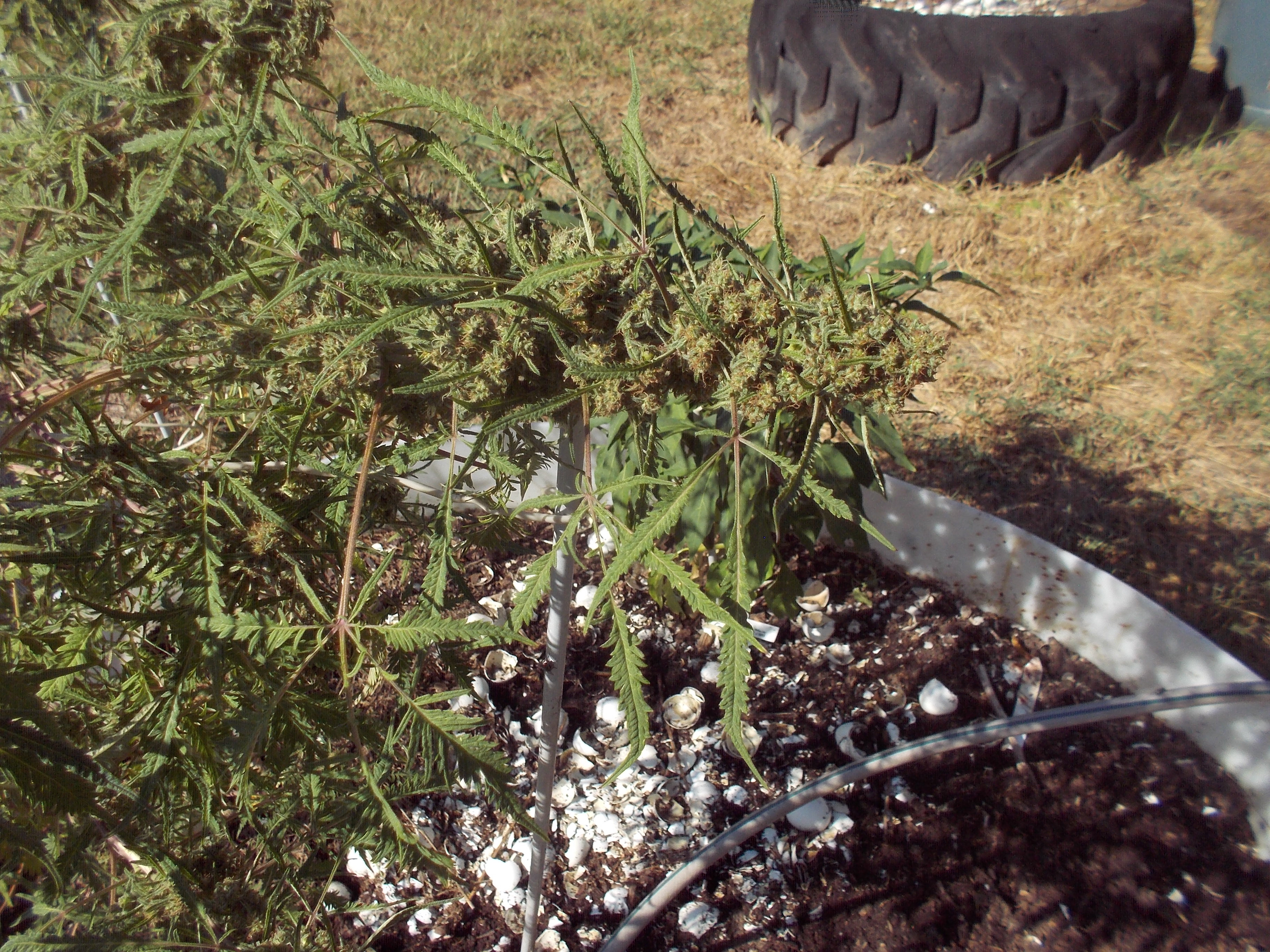 DSCN2573.jpg