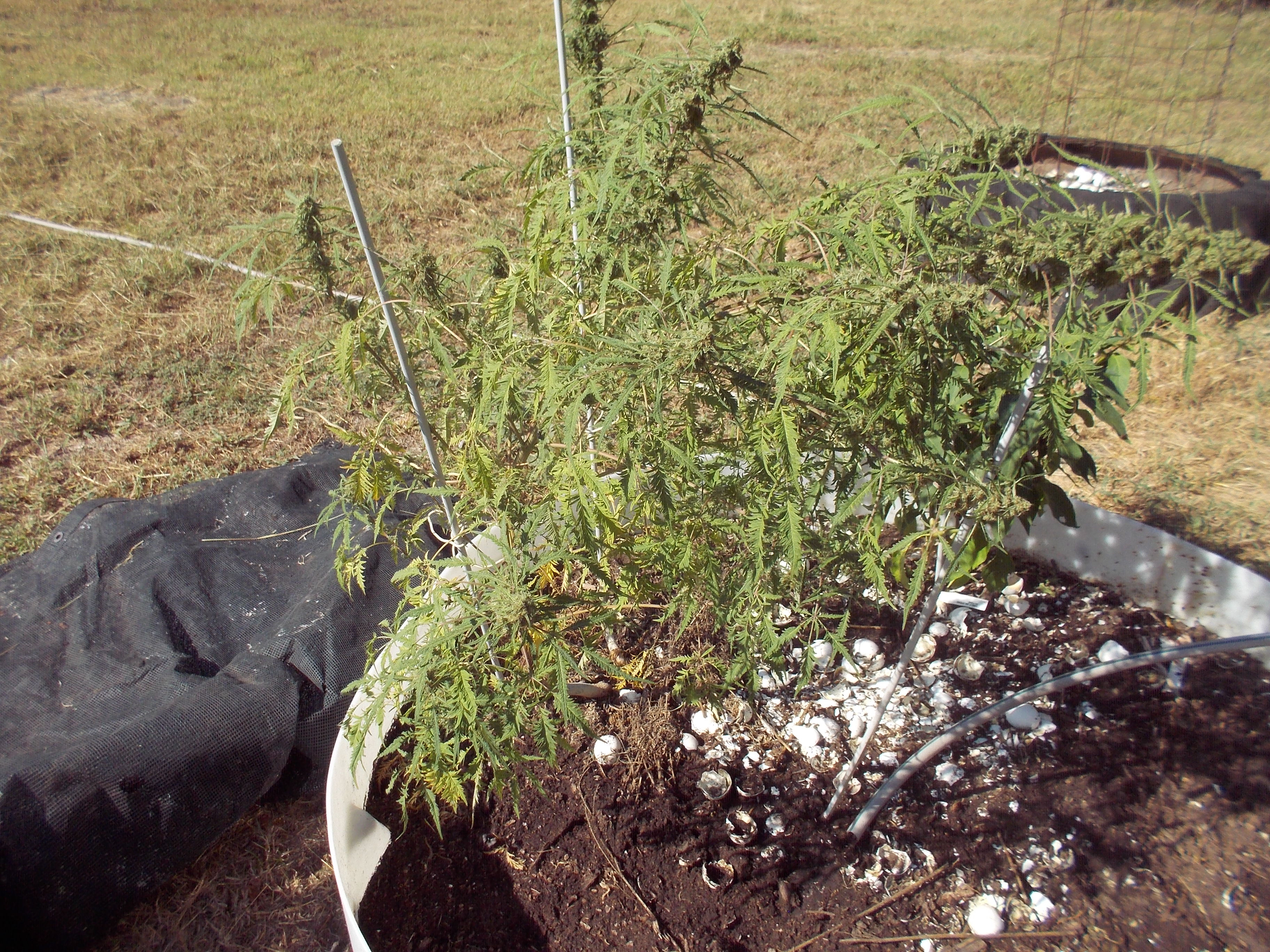 DSCN2574.jpg