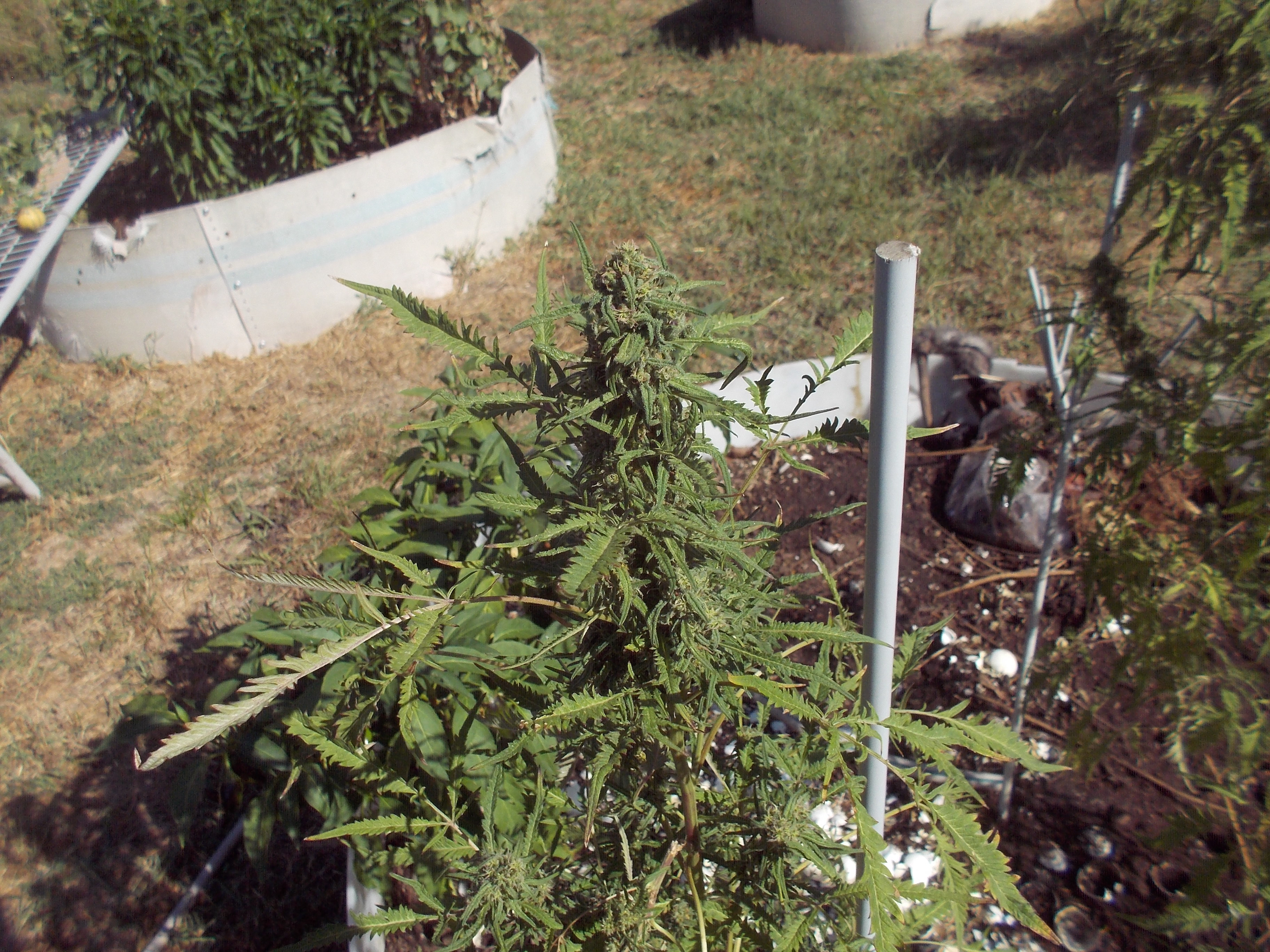 DSCN2575.jpg