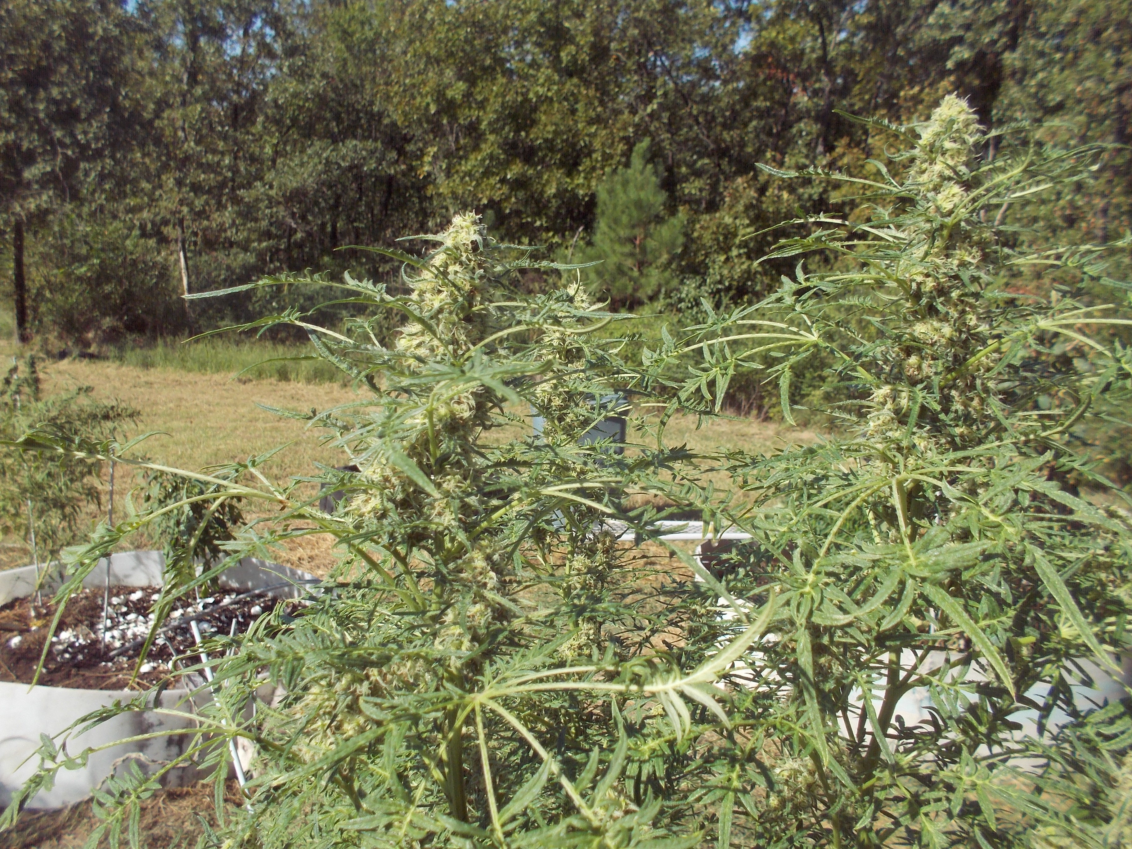 DSCN2578.jpg