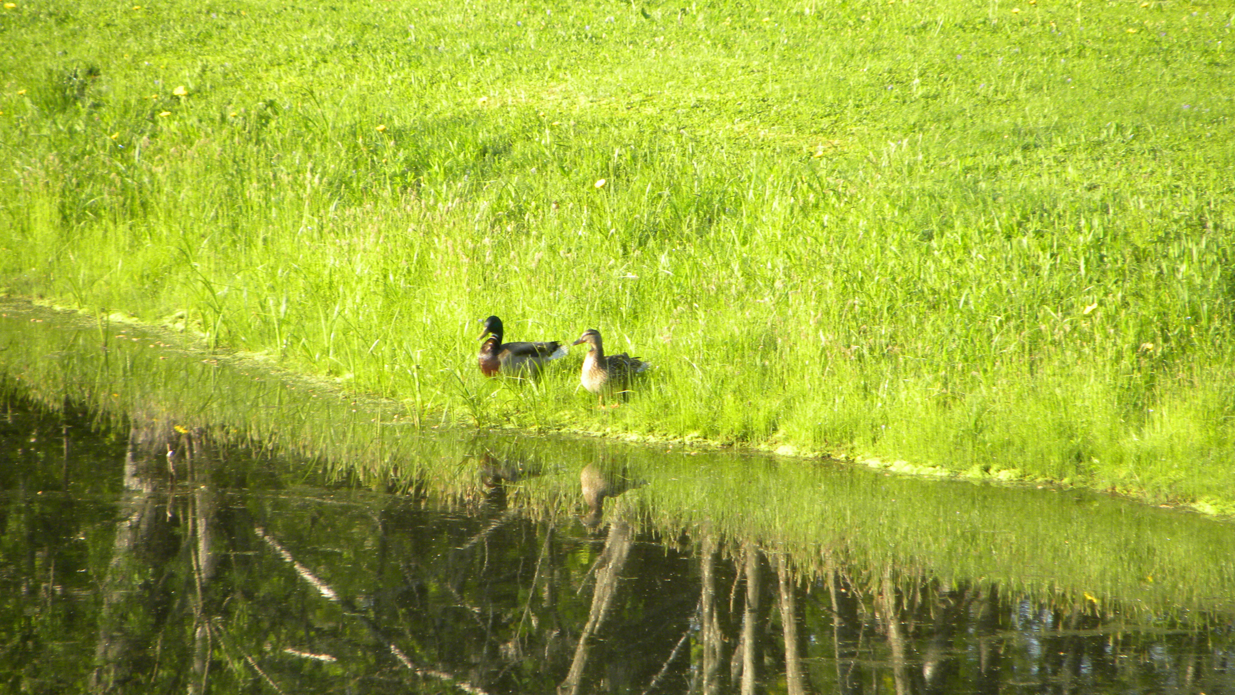 DSCN4800.JPG