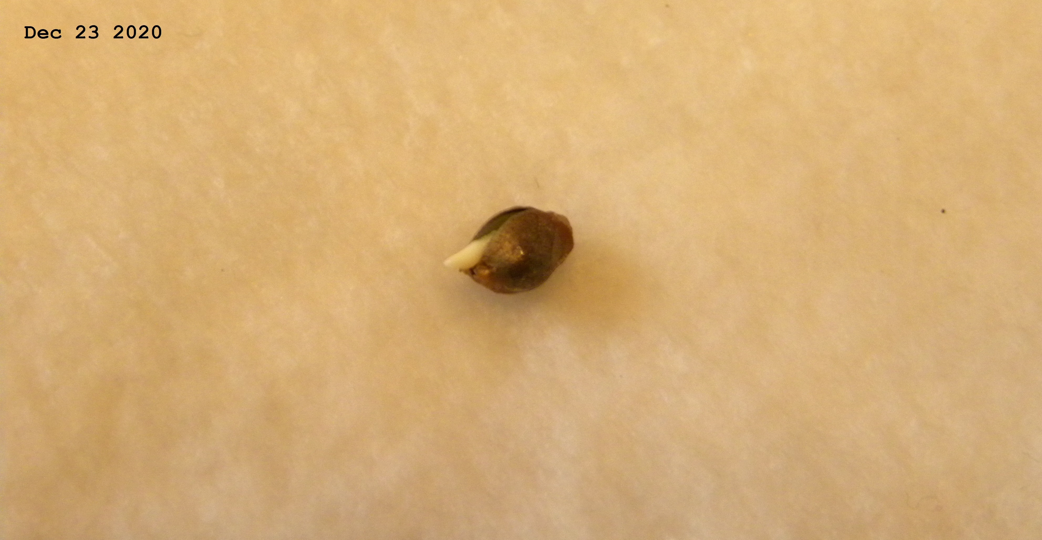 DSCN4961.JPG