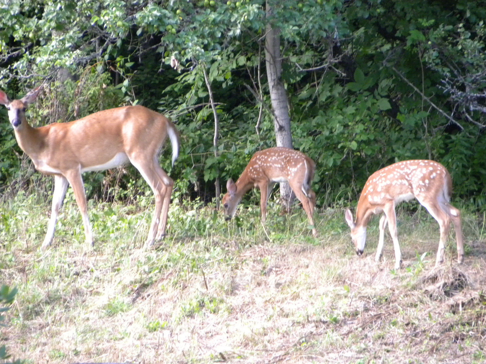 Click image for larger version  Name:	DSCN5503.JPG Views:	0 Size:	782.3 KB ID:	572331