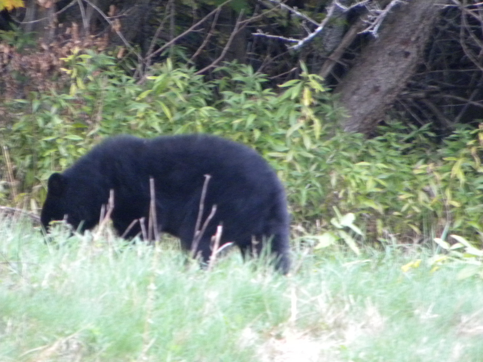 DSCN5578.jpg