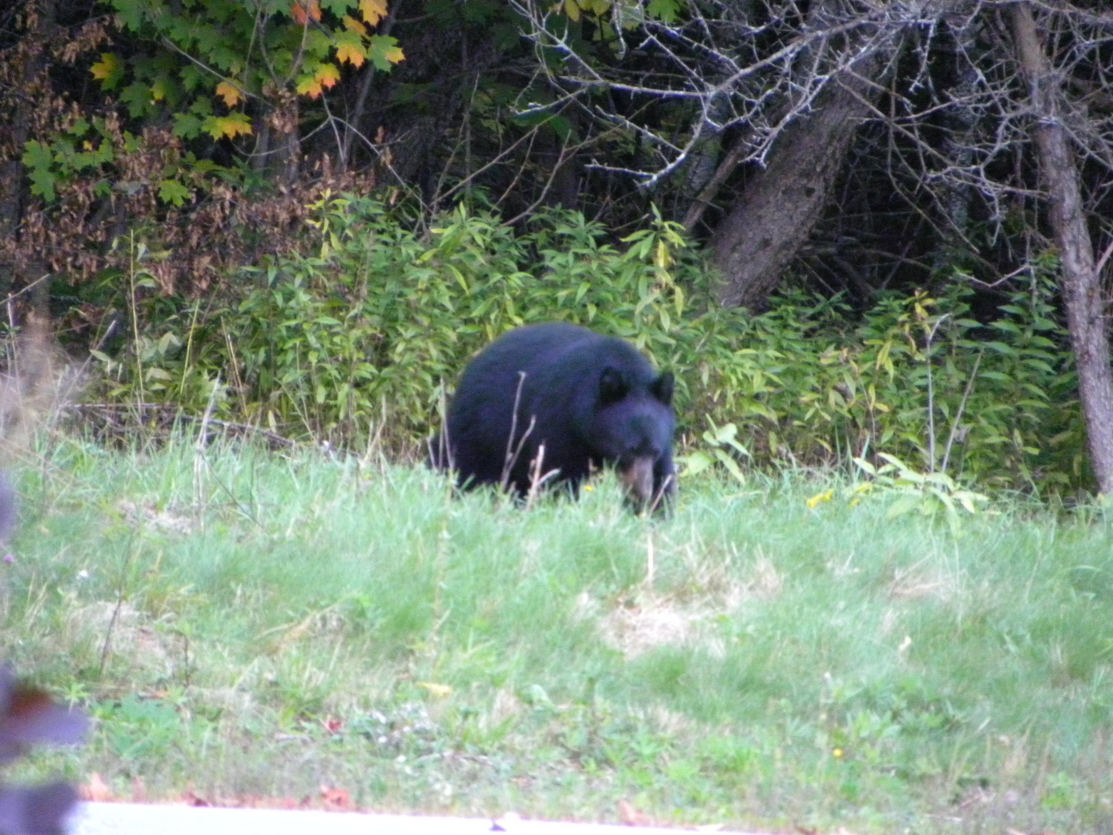 DSCN5582.jpg