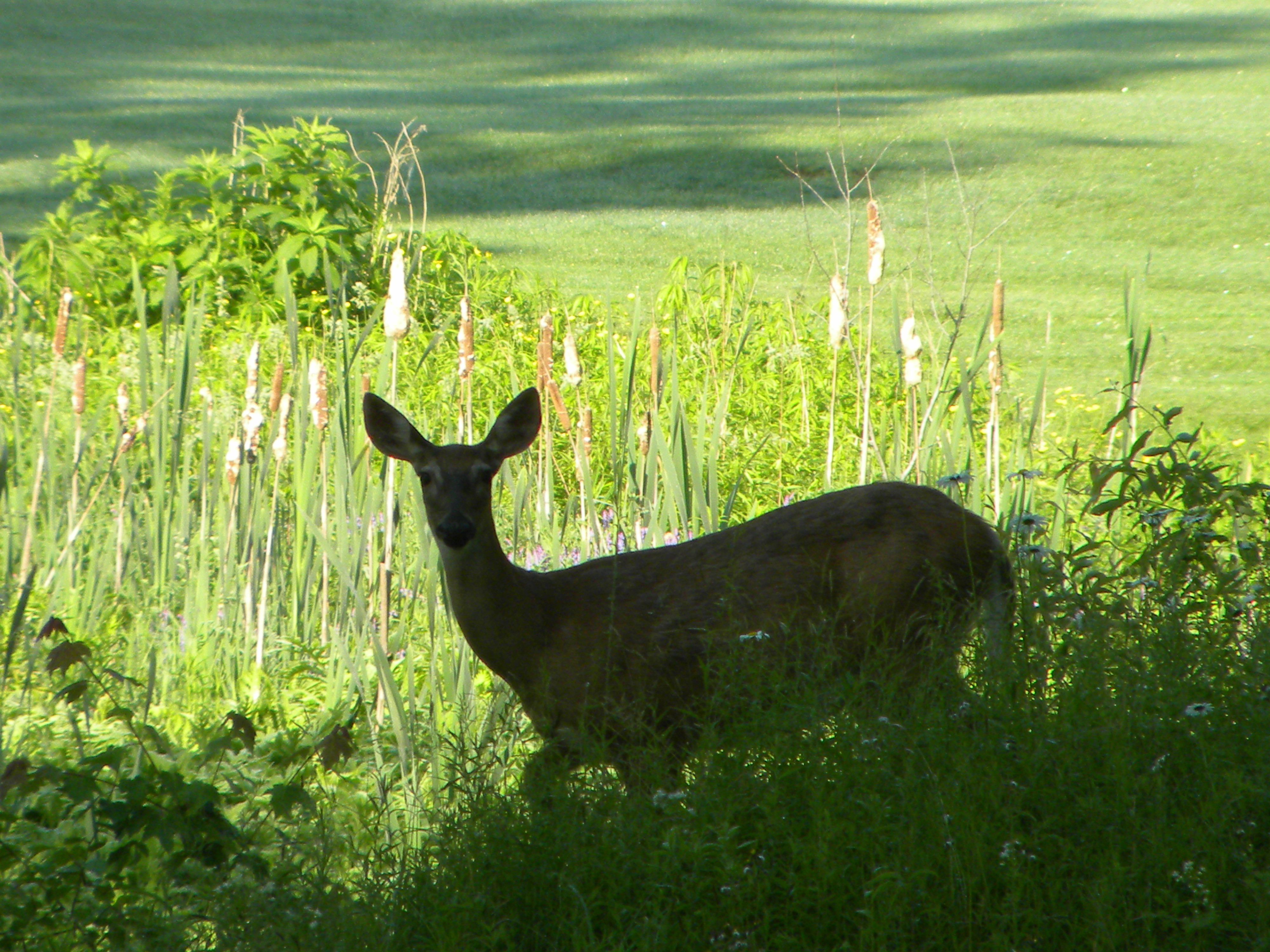 DSCN5713.jpg