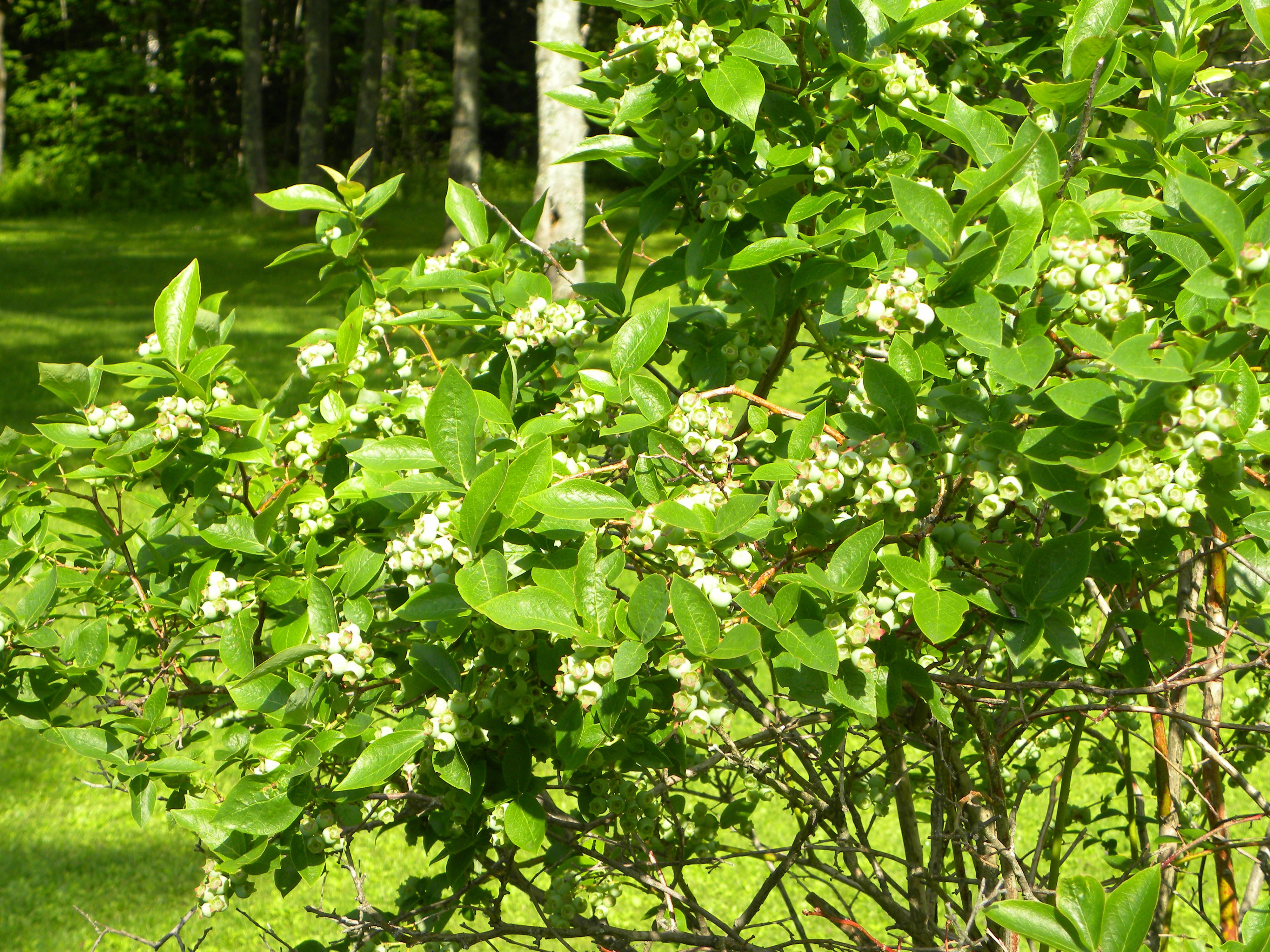 DSCN5720.jpg