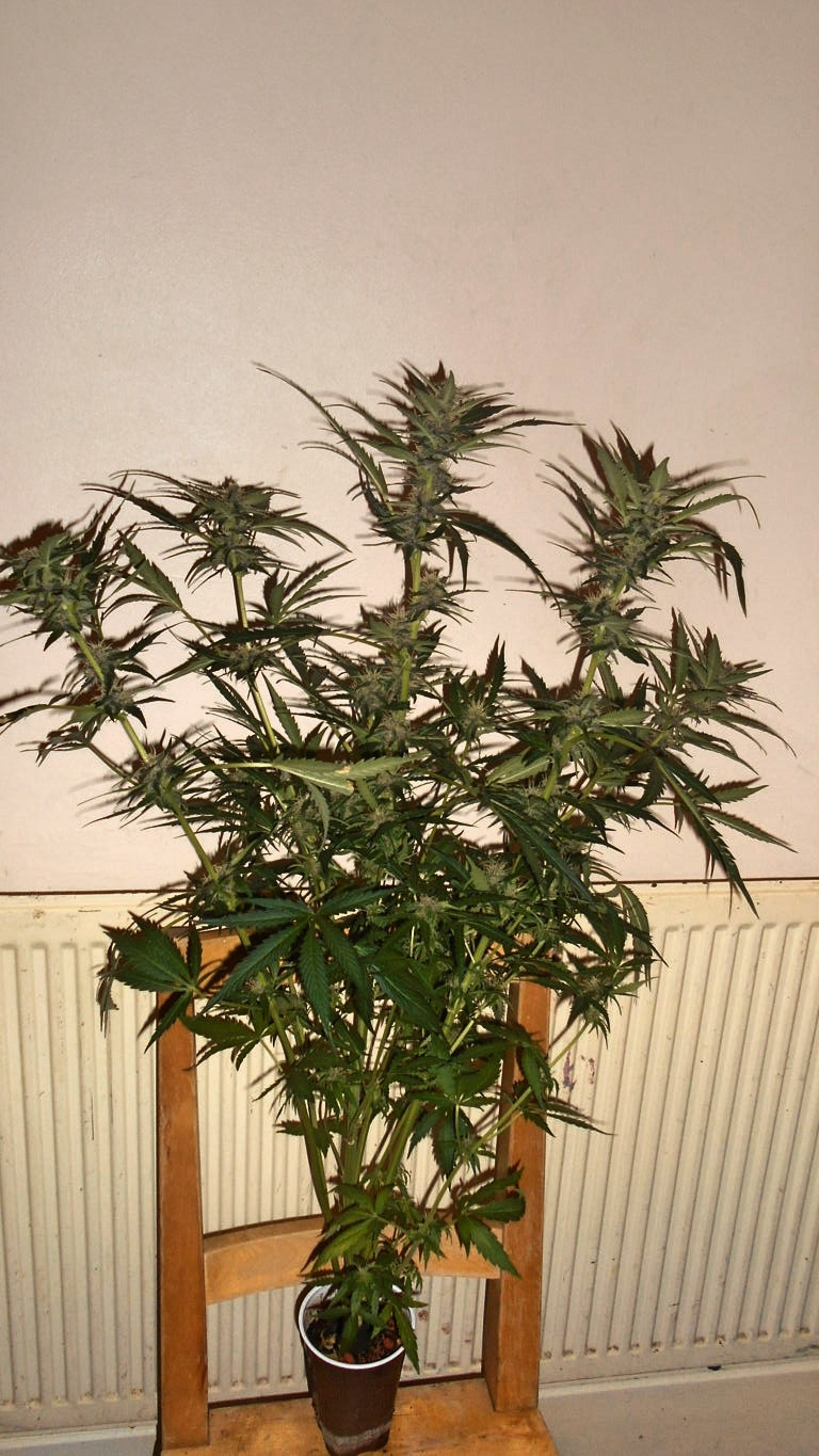 DSCN6356 (FILEminimizer).jpg