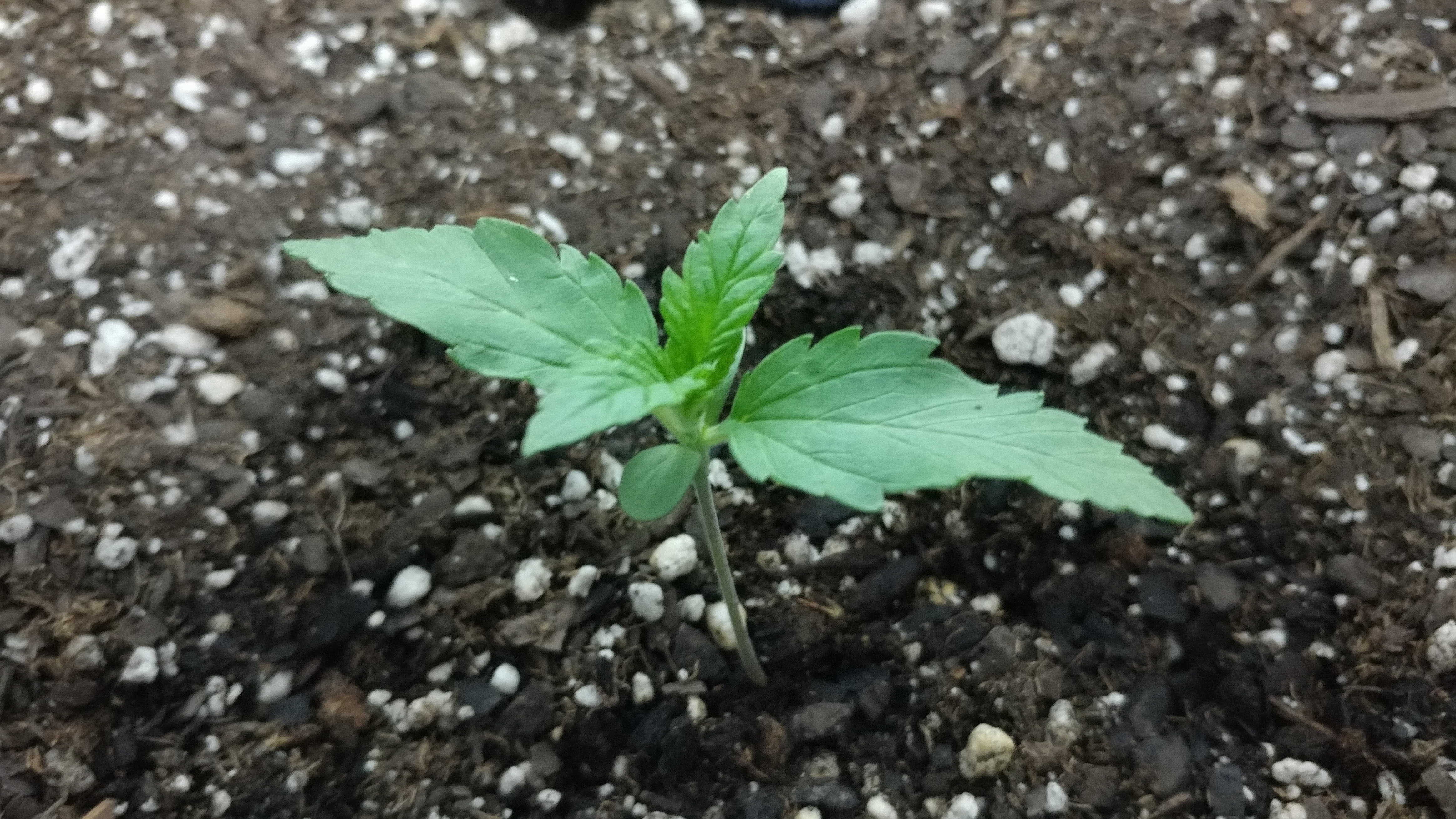 dutchdragon_day7.jpg
