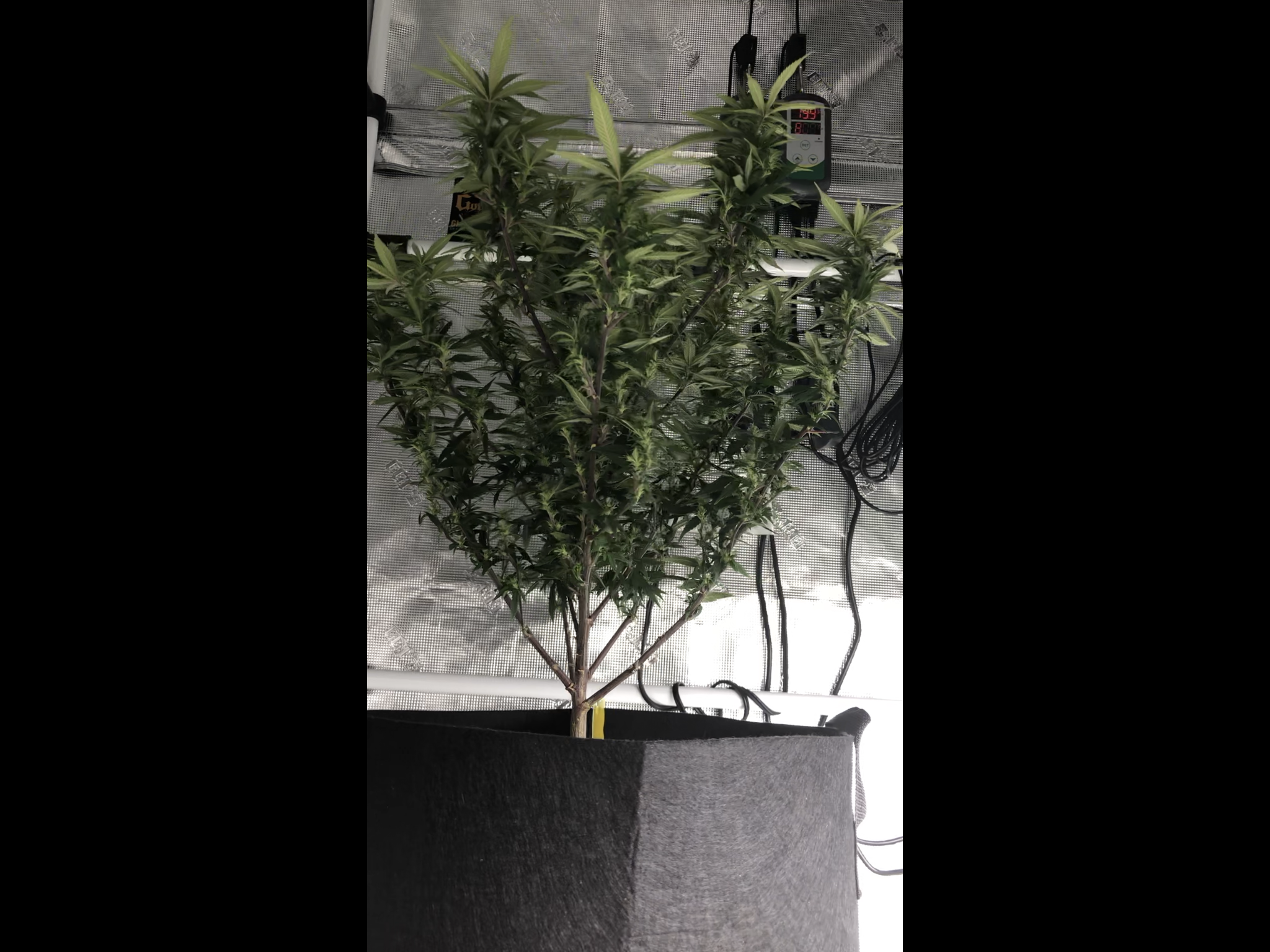 E611304A-1876-403A-80C9-10488629BAB8.png